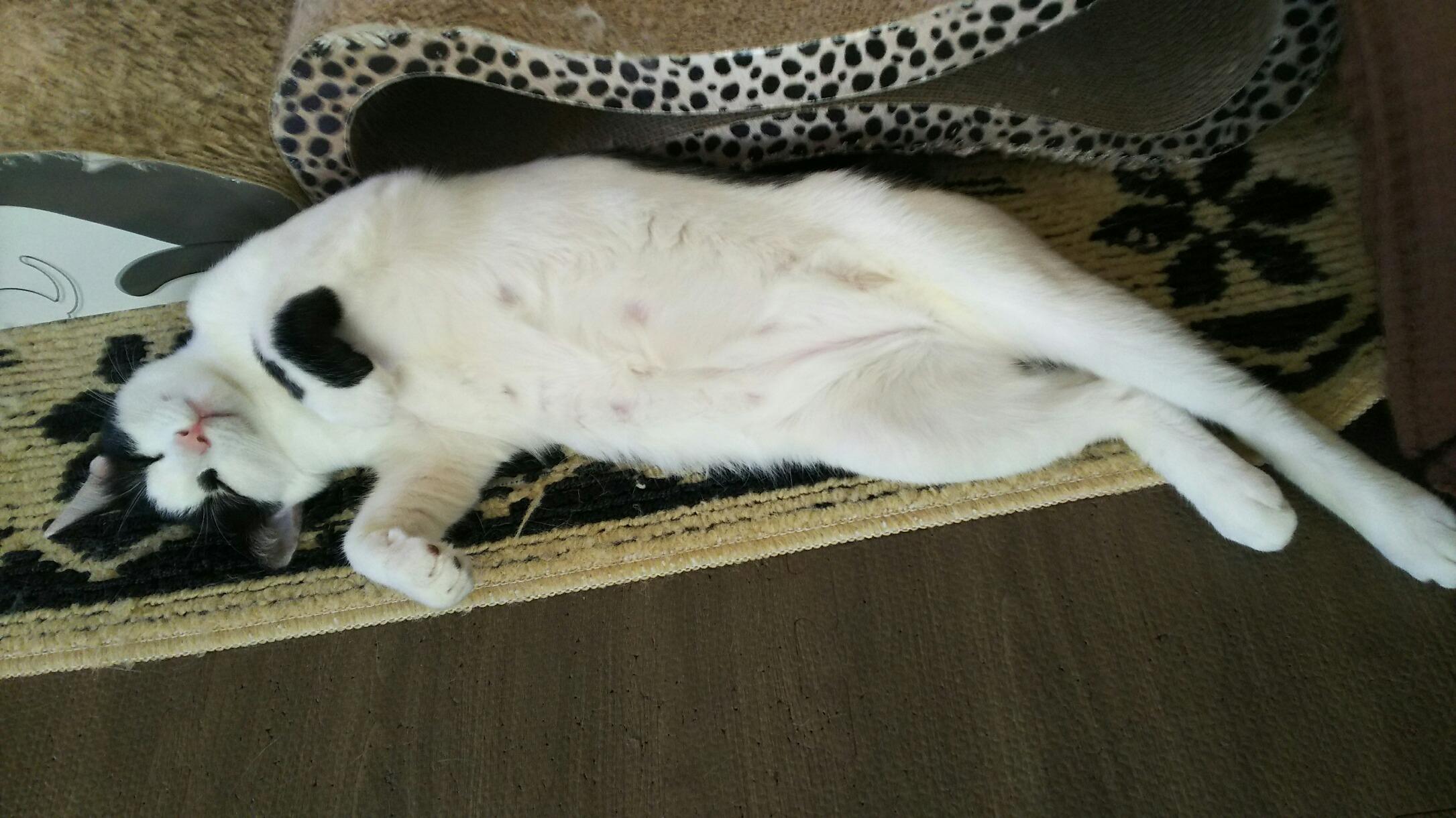 わんにゃんサイトの猫の写真