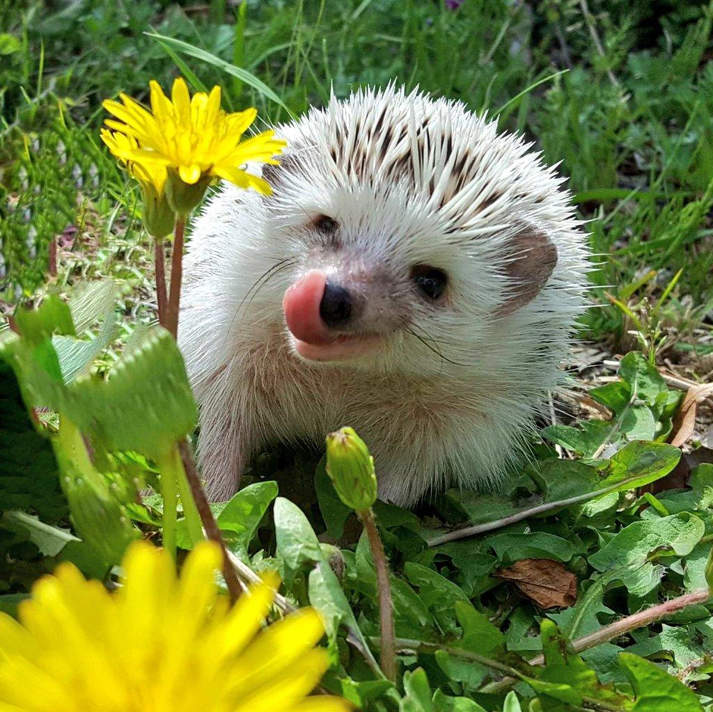 わんにゃんサイトのその他の写真