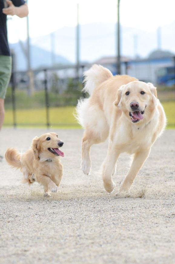 わんにゃんサイトの犬の写真