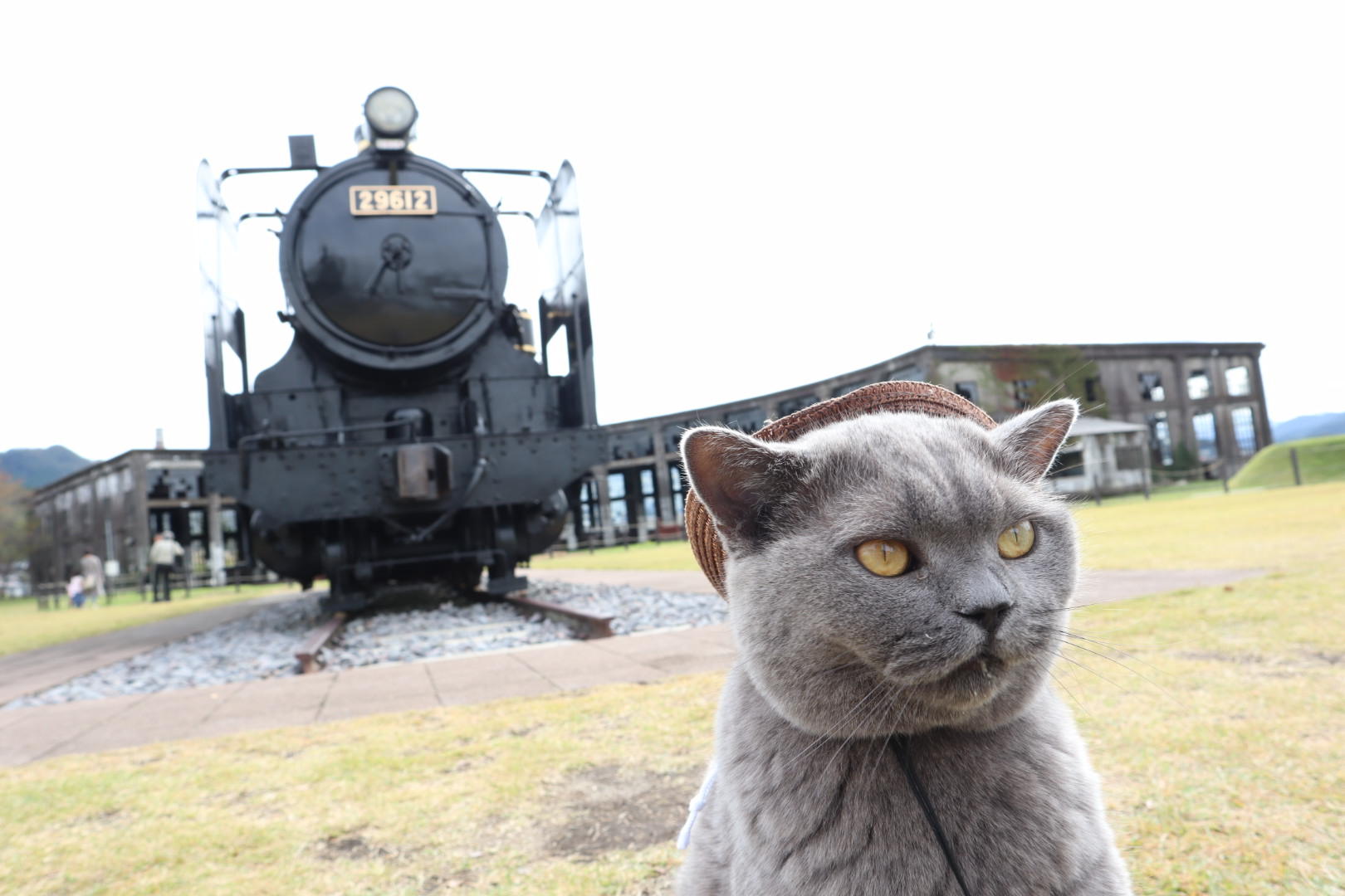 わんにゃんサイトの猫の写真