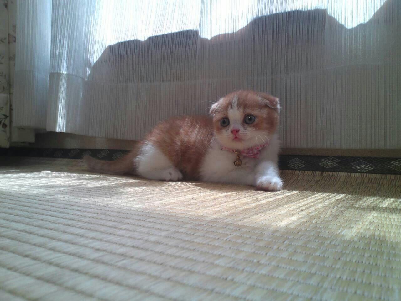 わんにゃんサイトの猫の写真