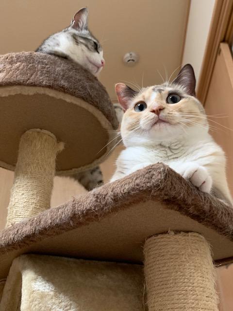 わんにゃんサイトの猫の写真