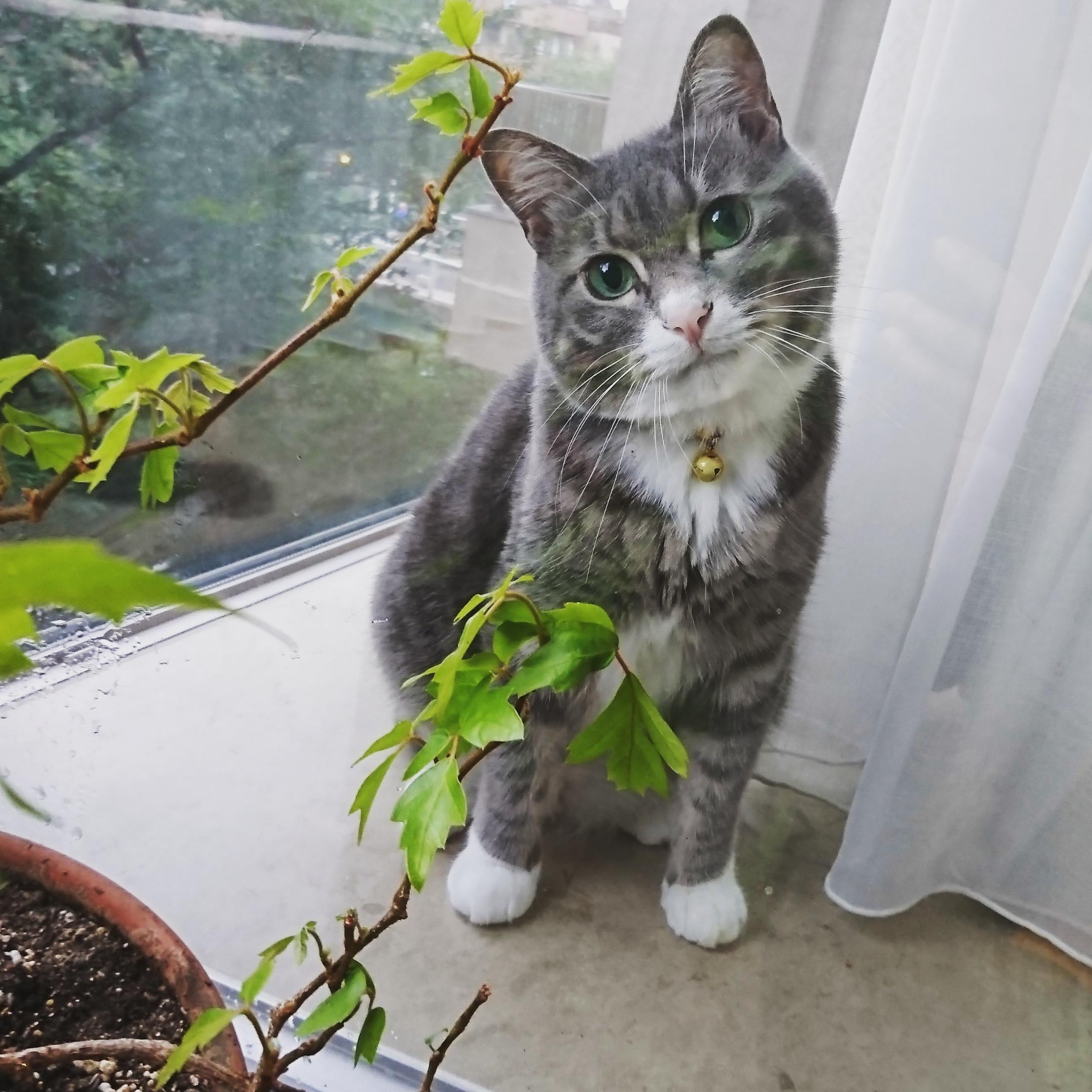 わんにゃんサイトの猫の写真