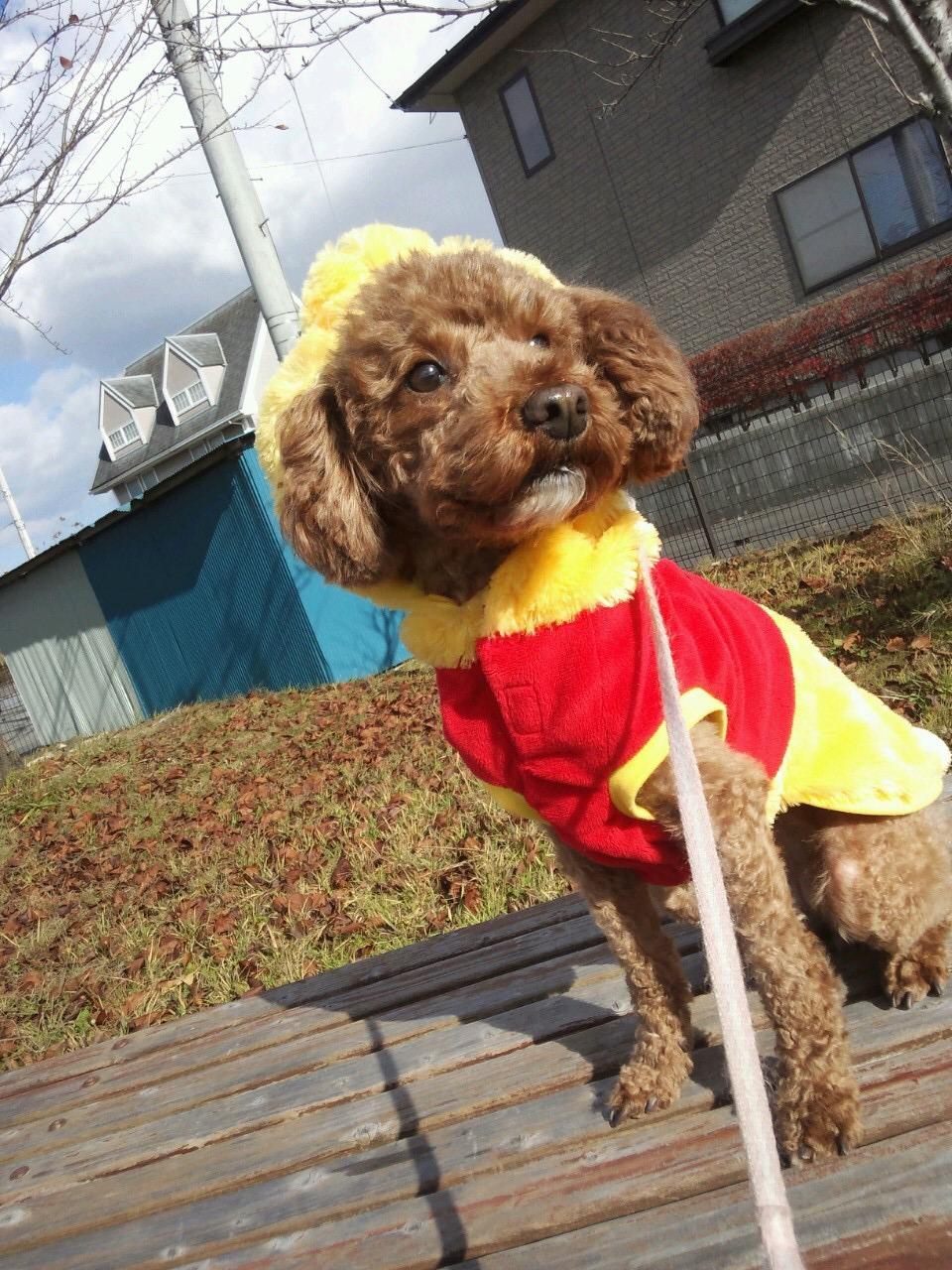 わんにゃんサイトの犬の写真