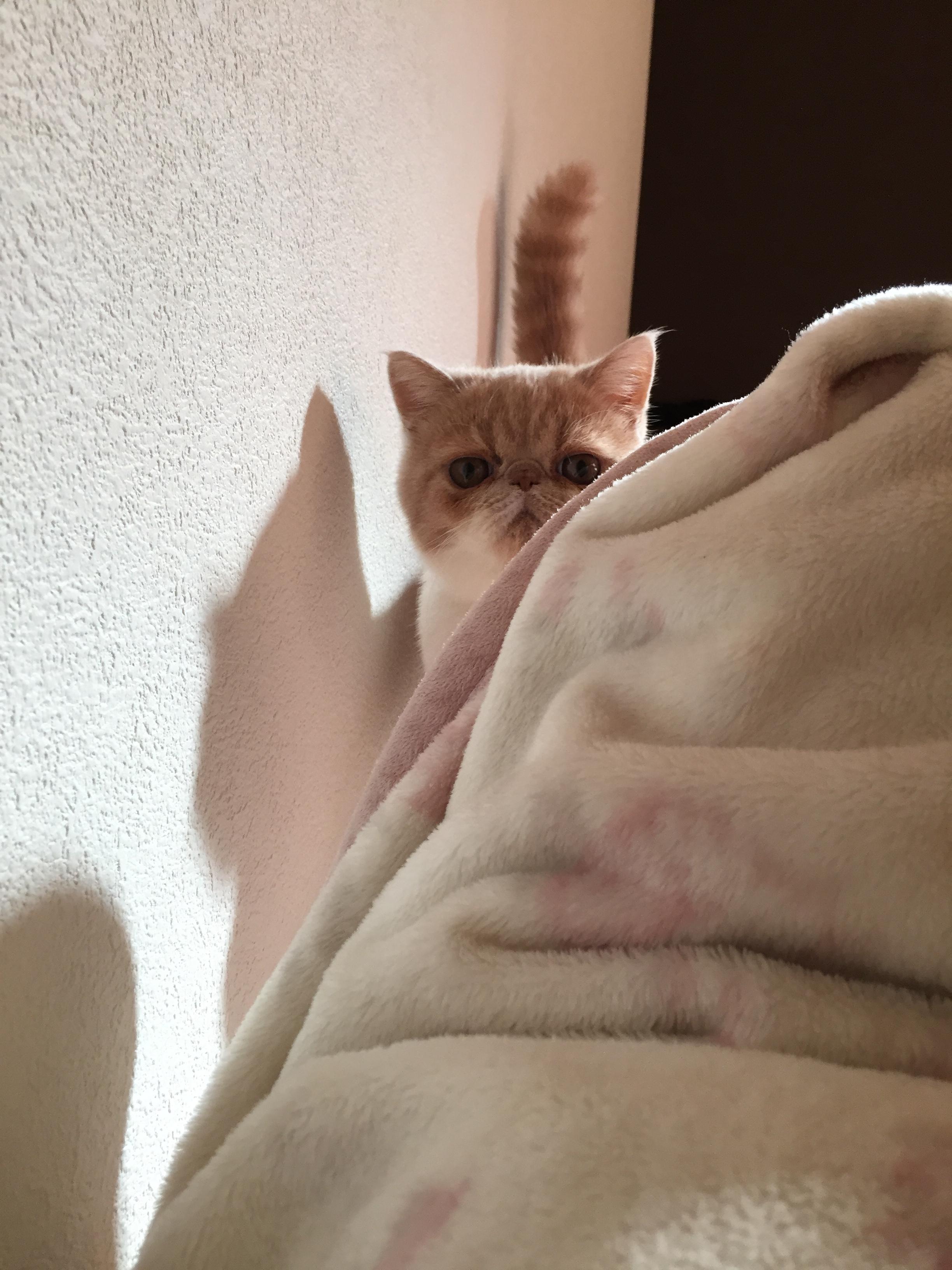 わんにゃんサイトの猫の写真