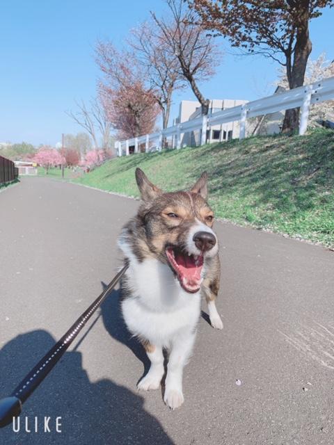 わんにゃんサイトの犬の写真