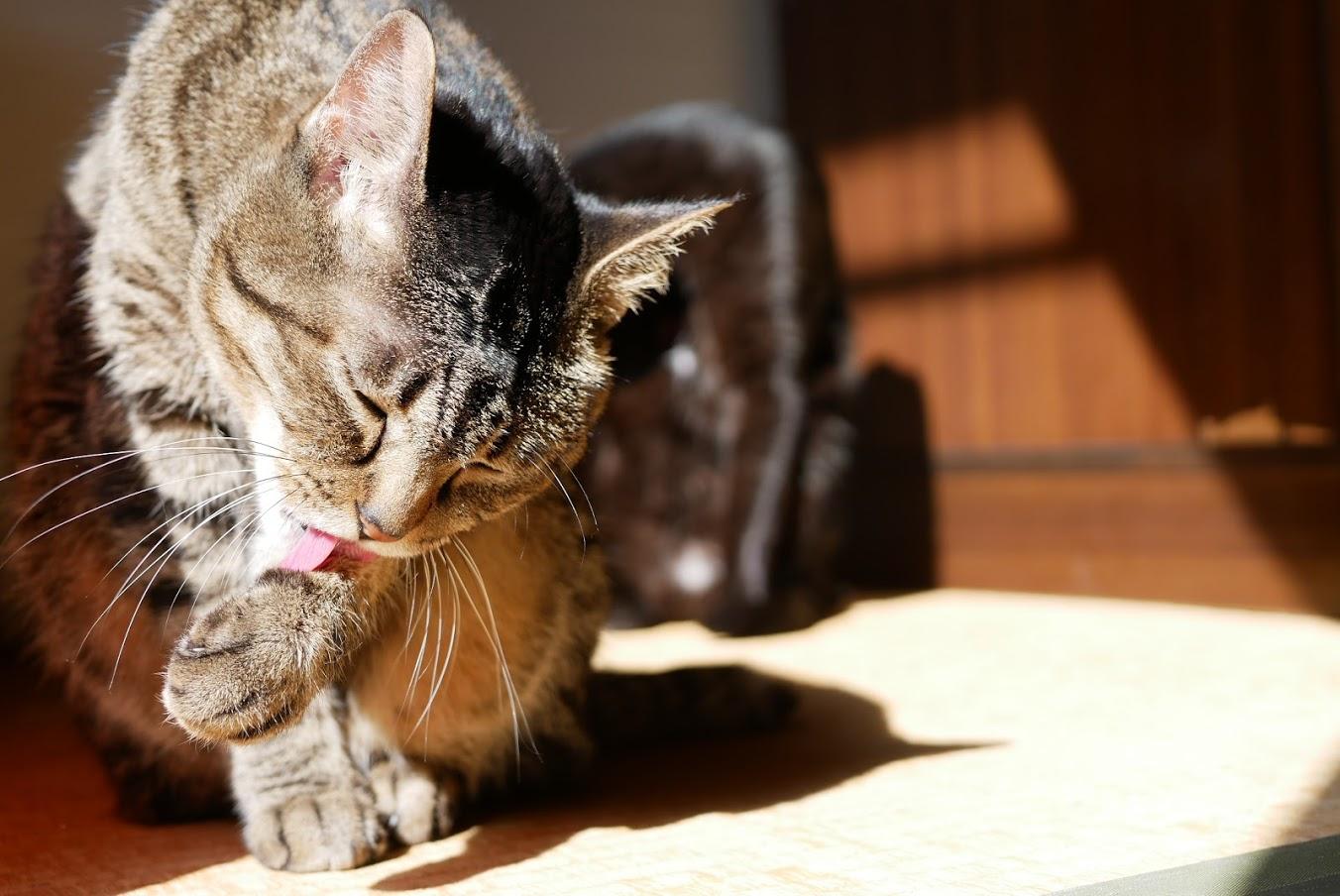 わんにゃんサイトの猫の写真