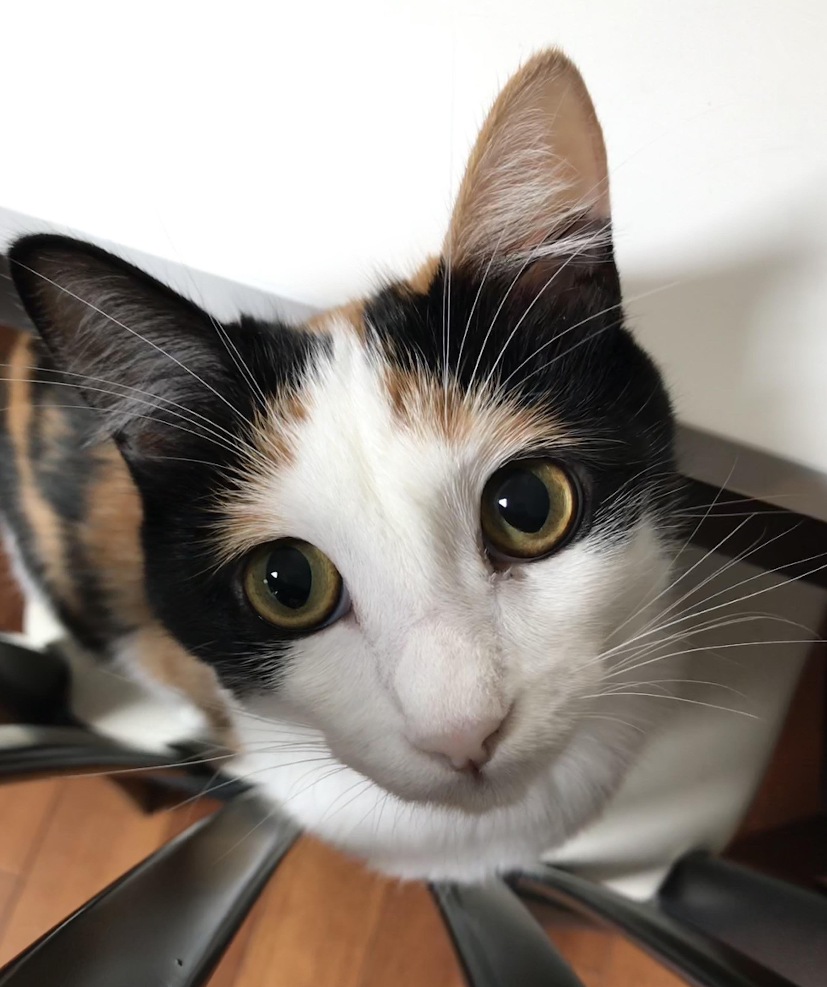 わんにゃんサイトの猫の写真