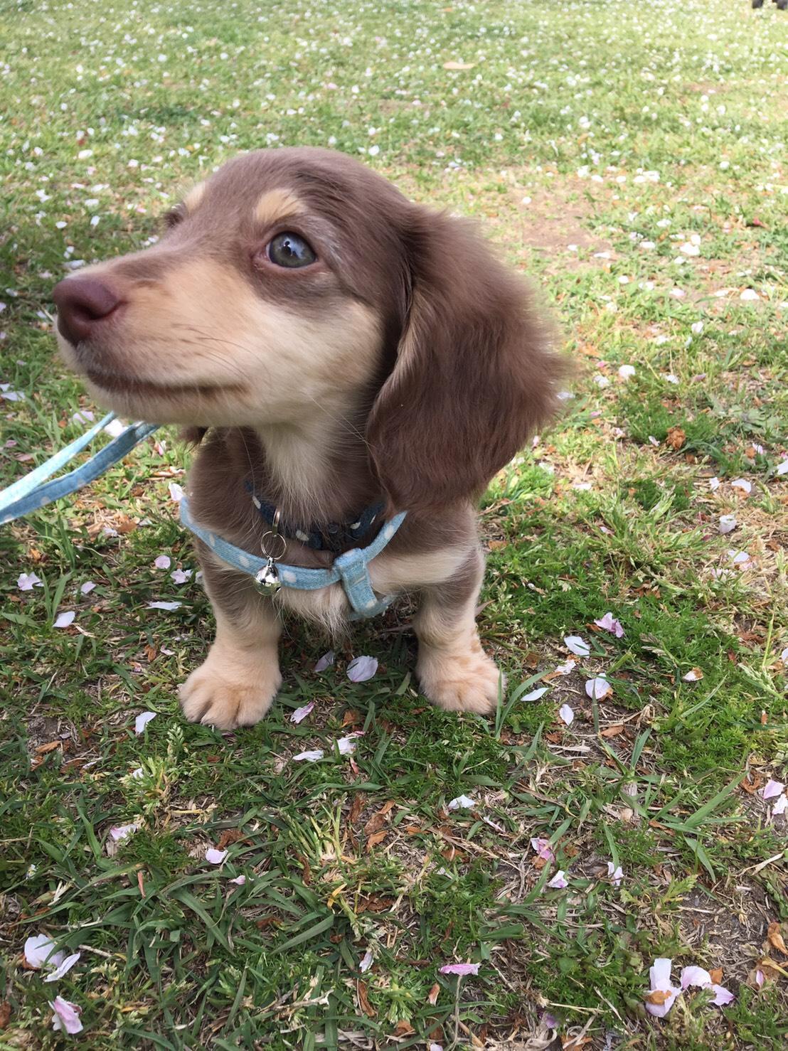 わんにゃんサイトの犬の写真