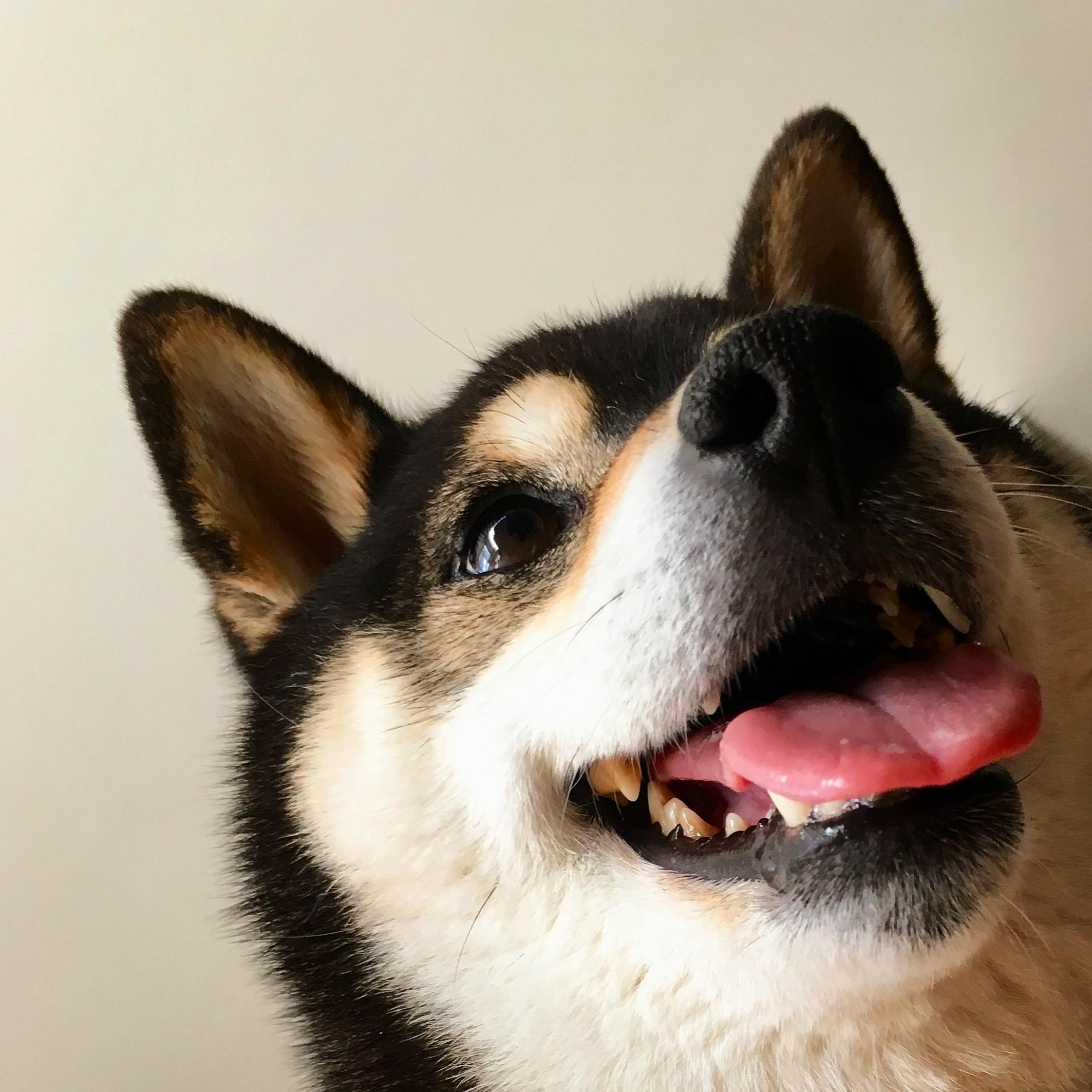 わんにゃんサイトの犬の写真