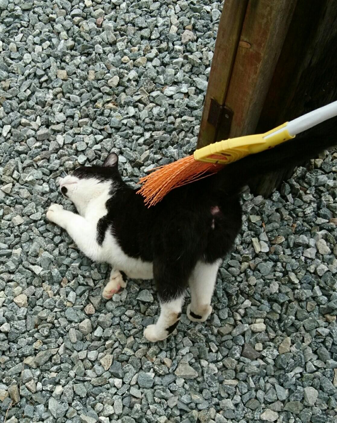 わんにゃんサイトの猫の写真