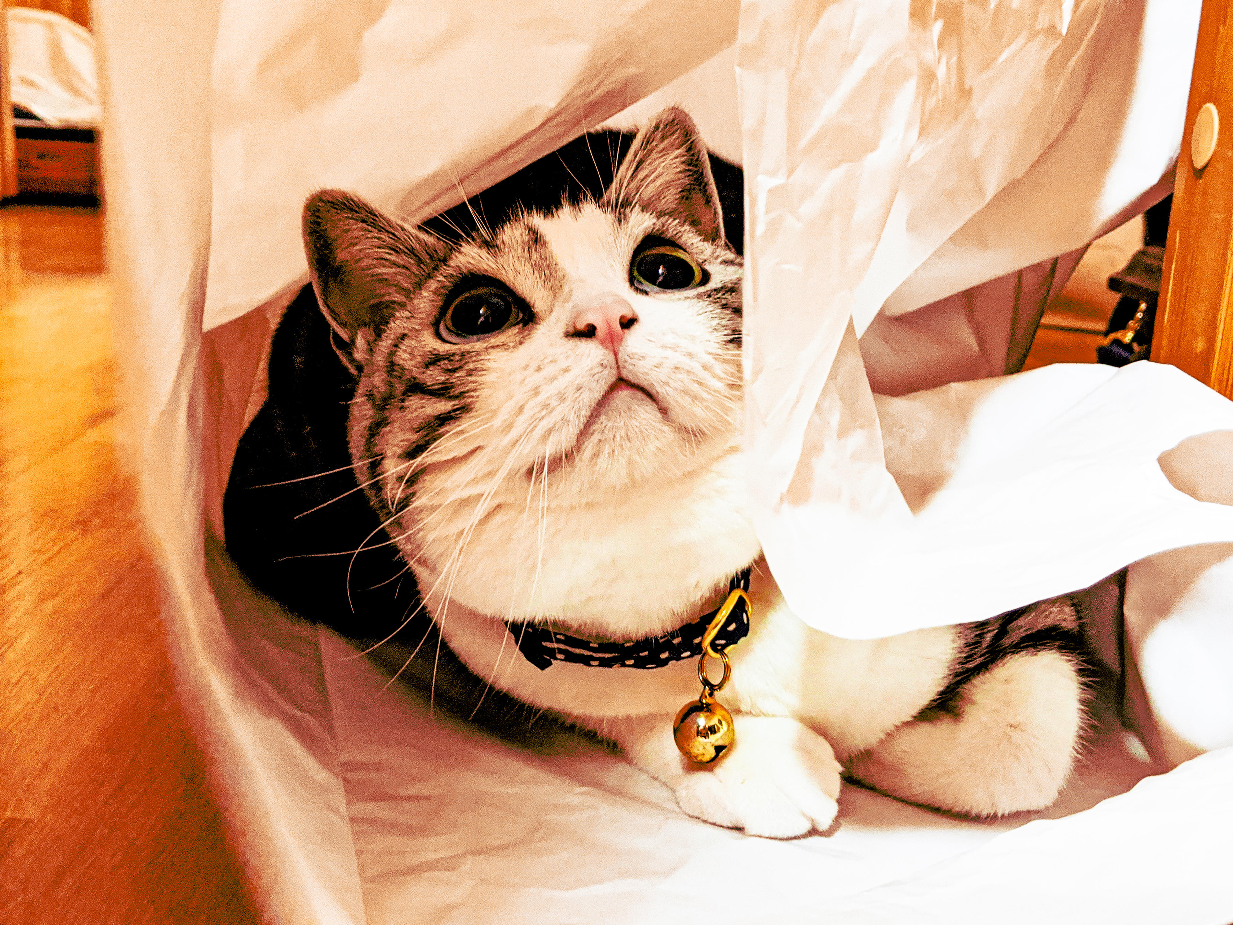 わんにゃんサイトの猫の写真