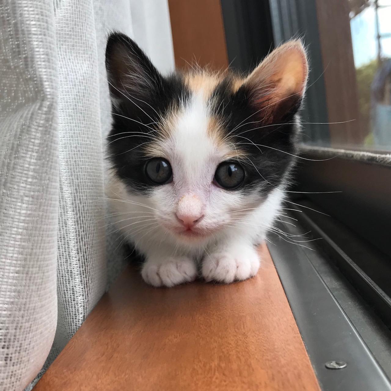 わんにゃんサイトの猫の写真