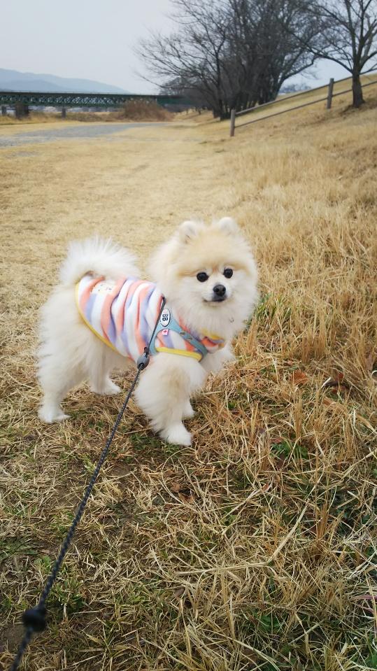 わんにゃんサイトの犬の写真