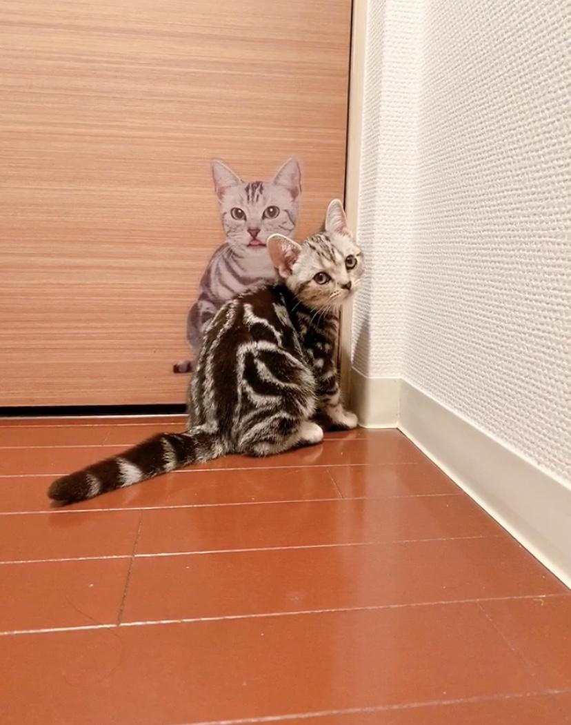 わんにゃんサイトの猫の写真