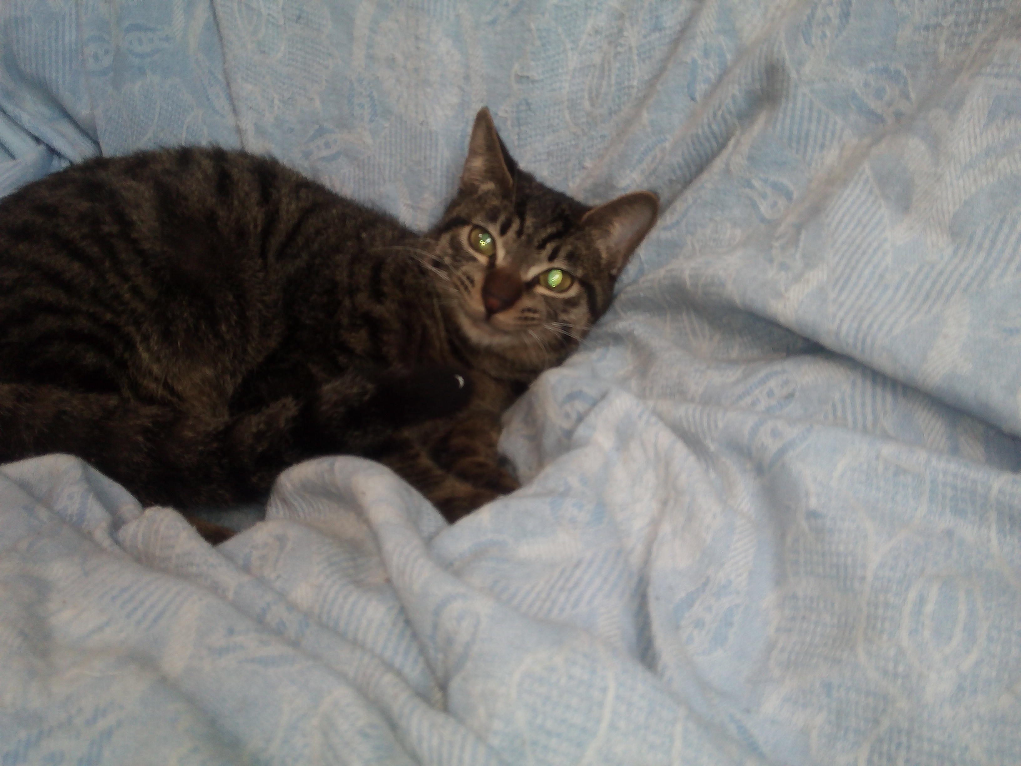 わんにゃんサイトの猫の写真