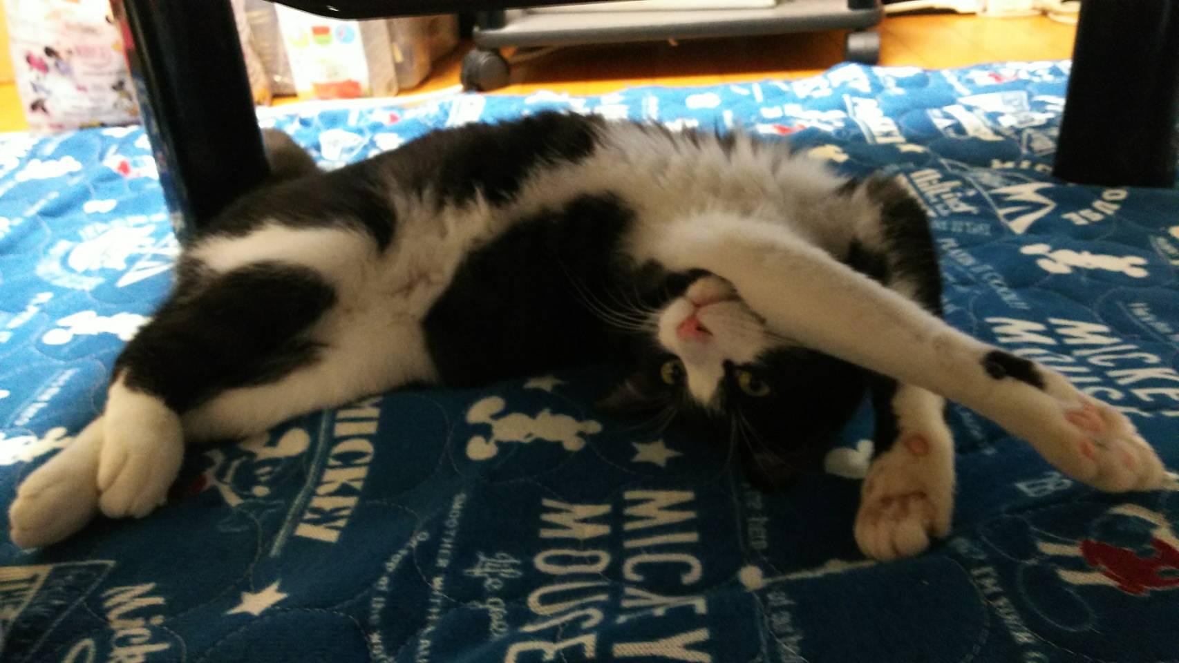 わんにゃんサイトの猫の写真