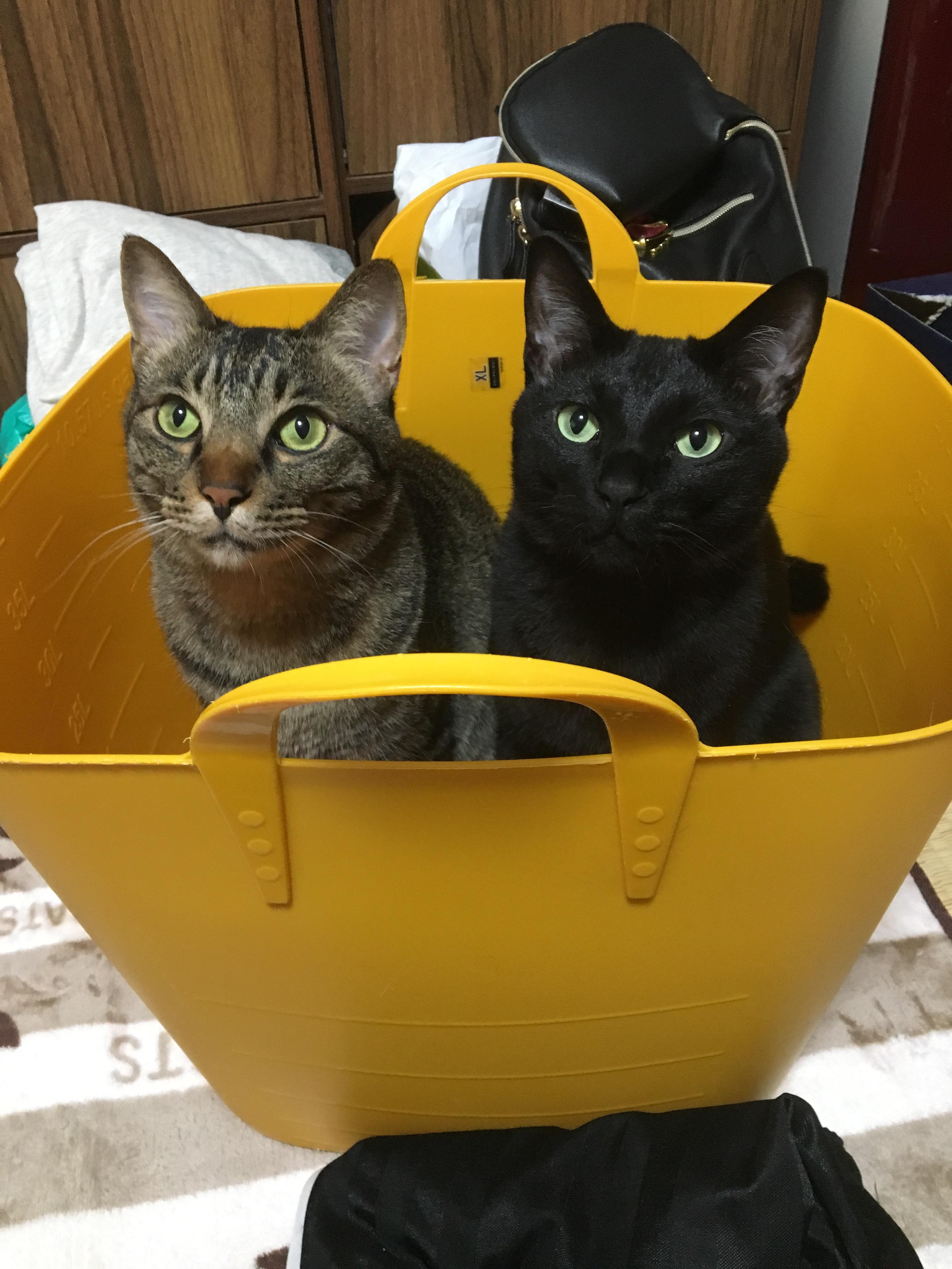 わんにゃんサイトの猫の写真