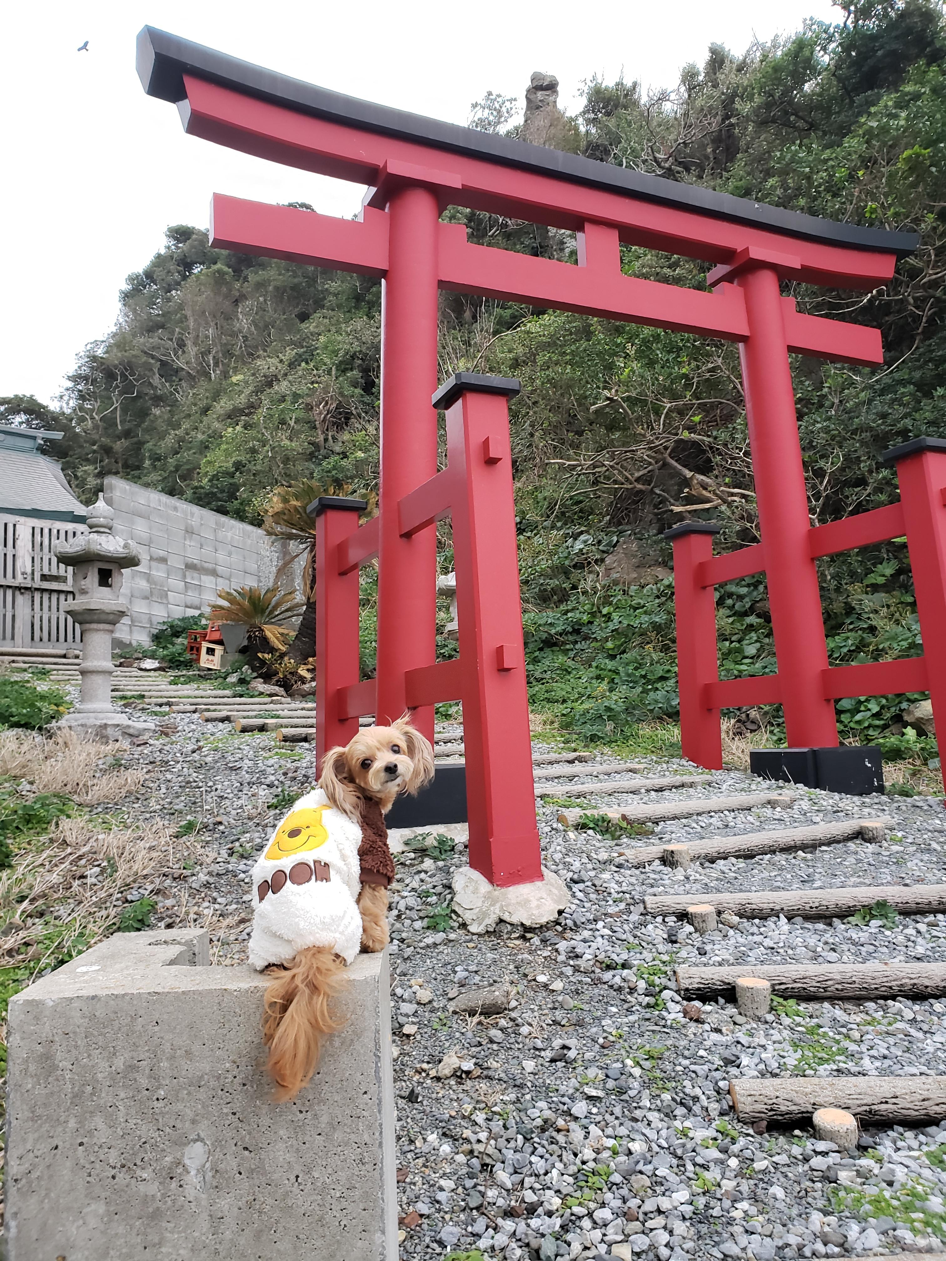 わんにゃんサイトの犬の写真