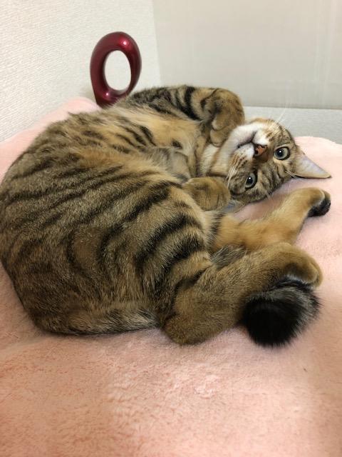 わんにゃんサイトの猫の写真