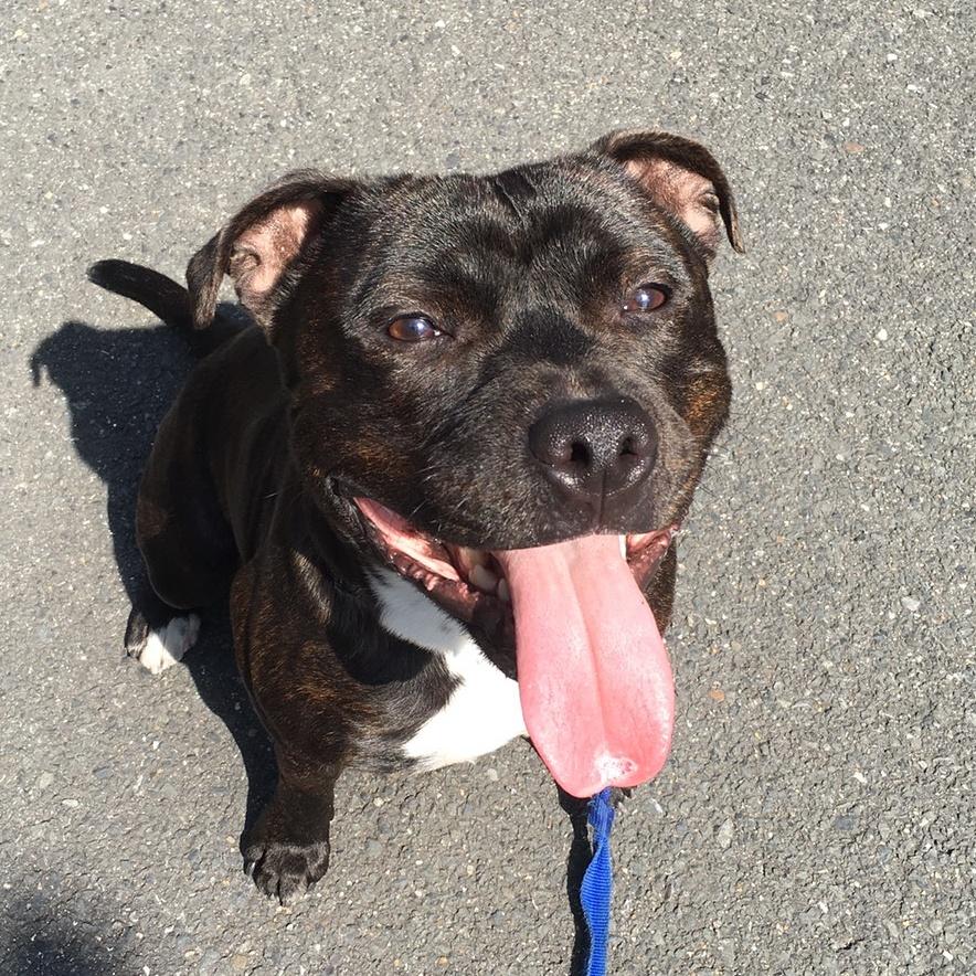 わんにゃんサイトの犬の写真