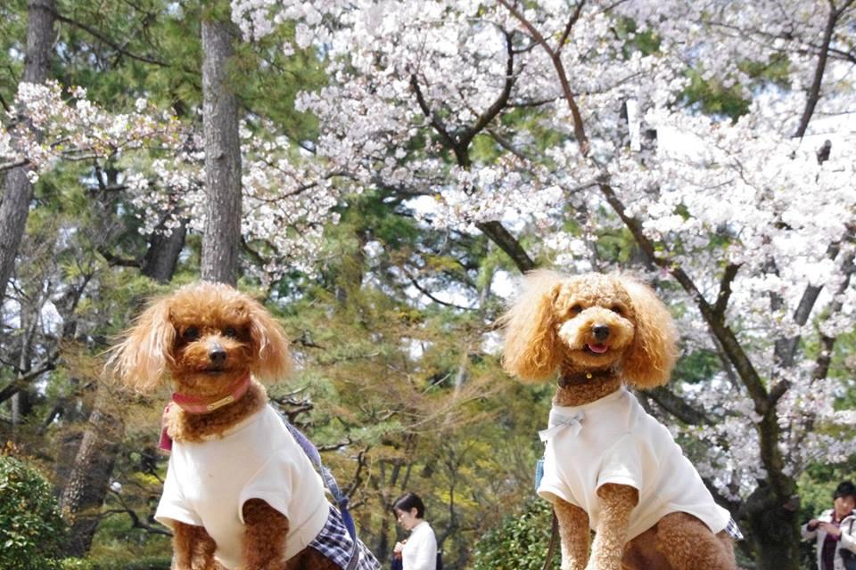 わんにゃんサイトの犬の写真