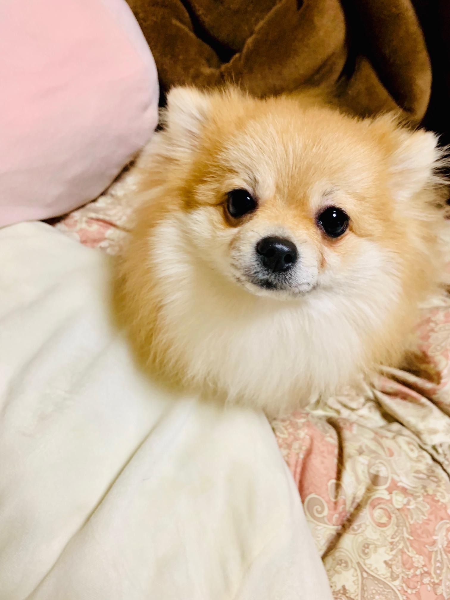 わんにゃんサイトの犬の写真