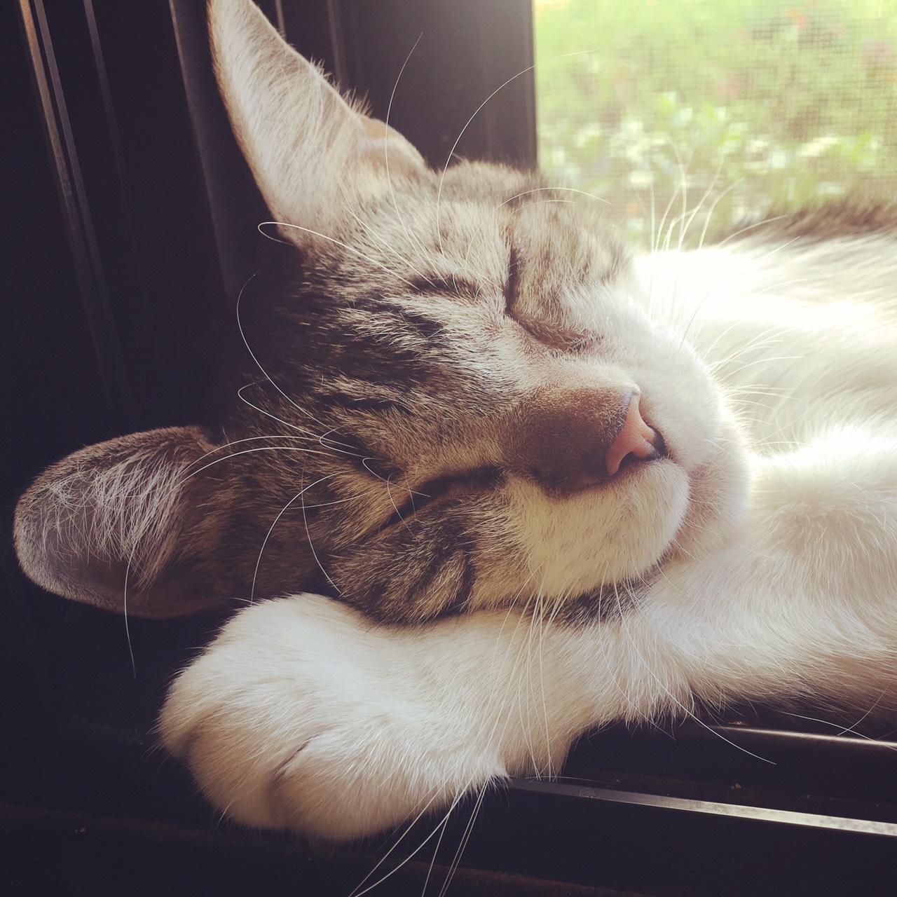 わんにゃんサイトの猫の写真