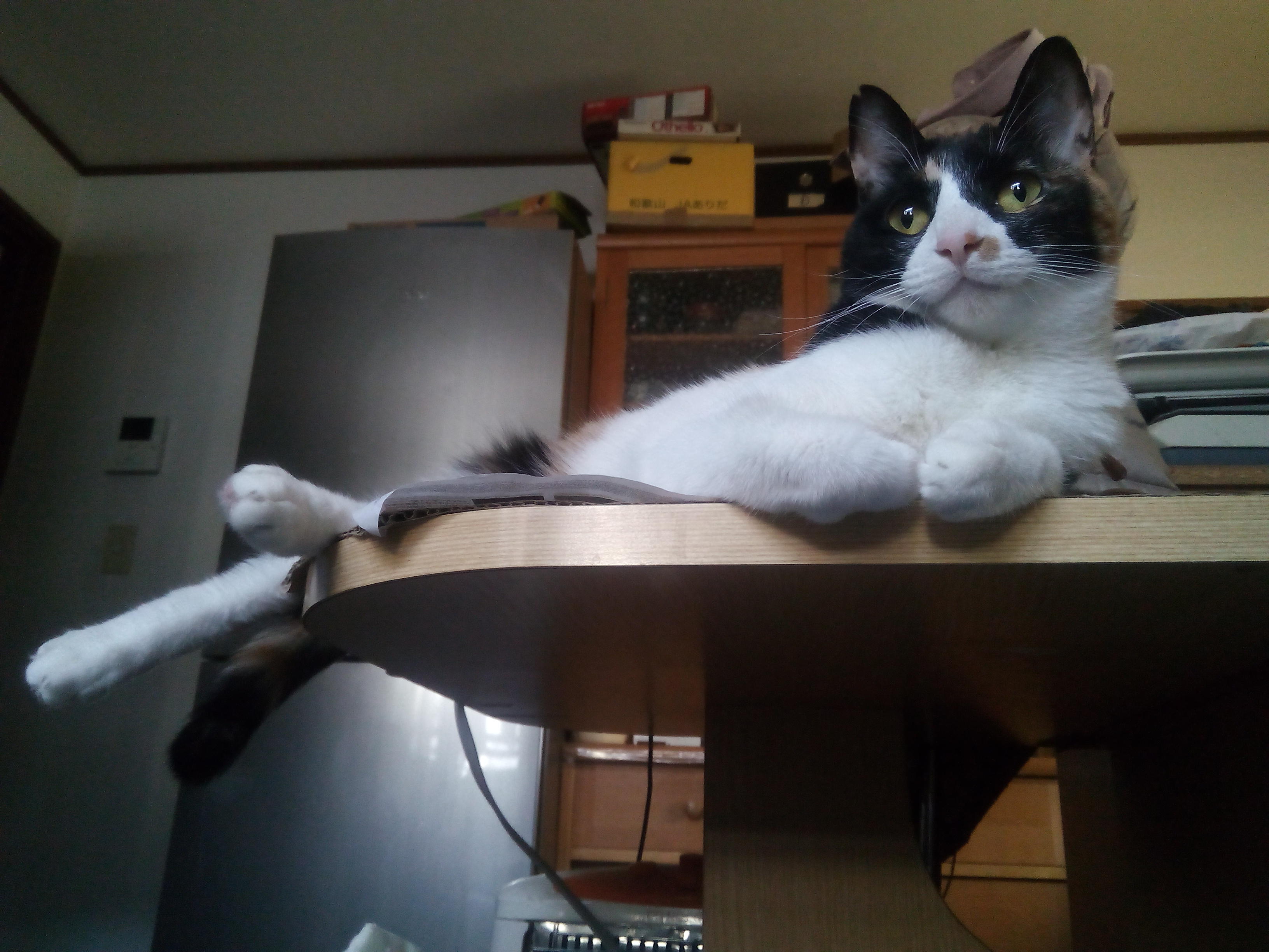 わんにゃんサイトの猫の写真