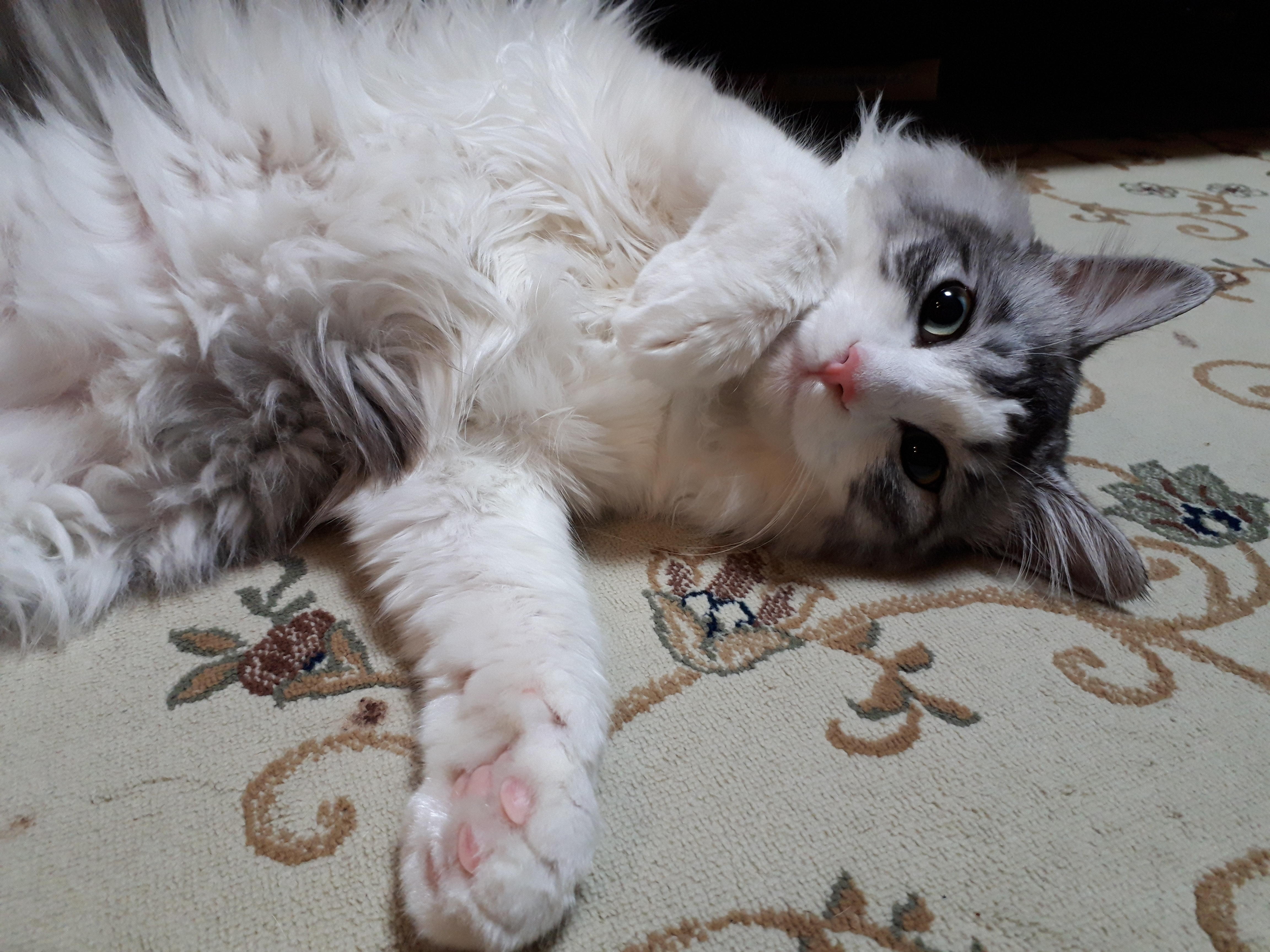 わんにゃんサイトの猫の写真