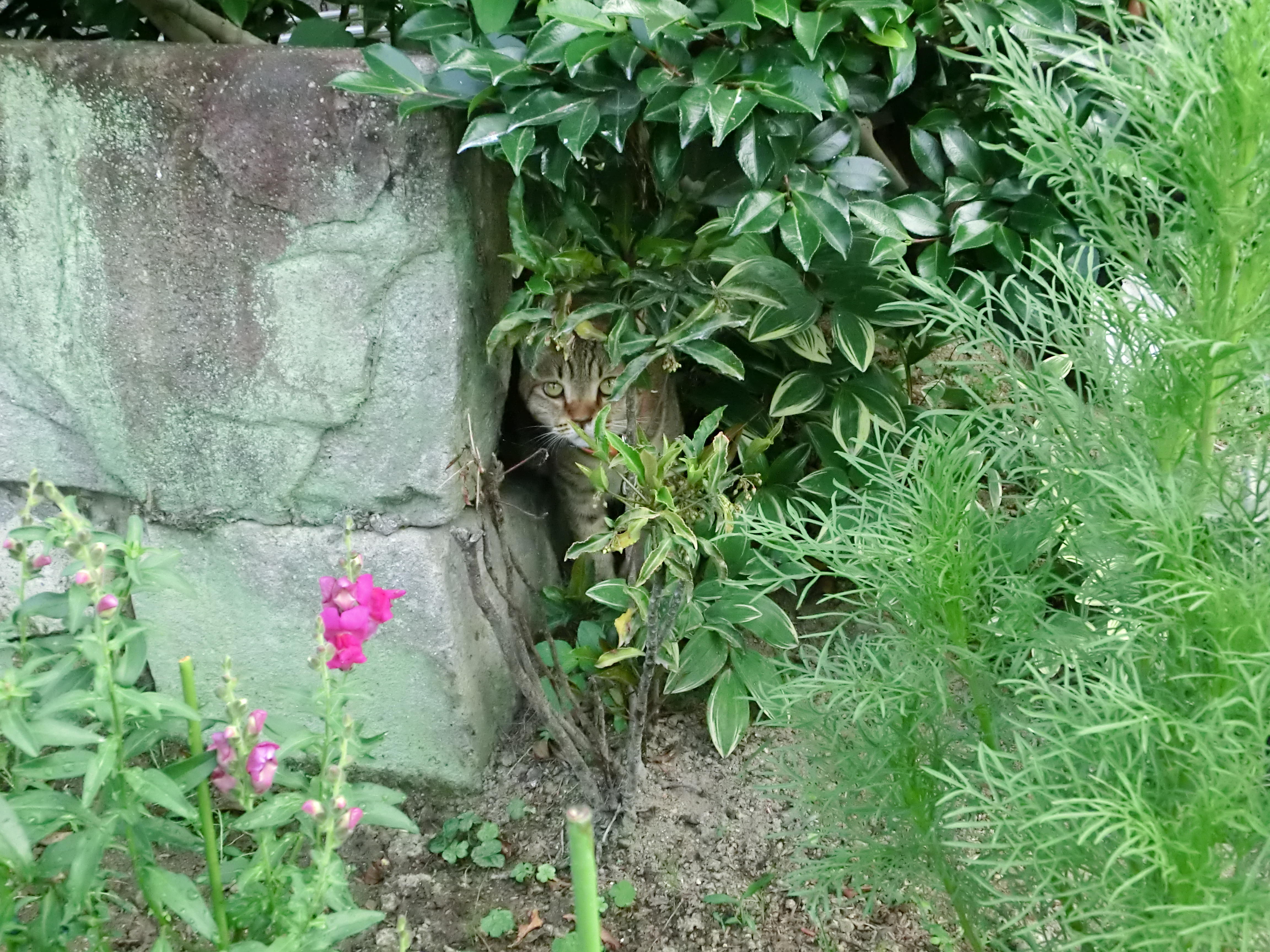 わんにゃんサイトの猫の写真