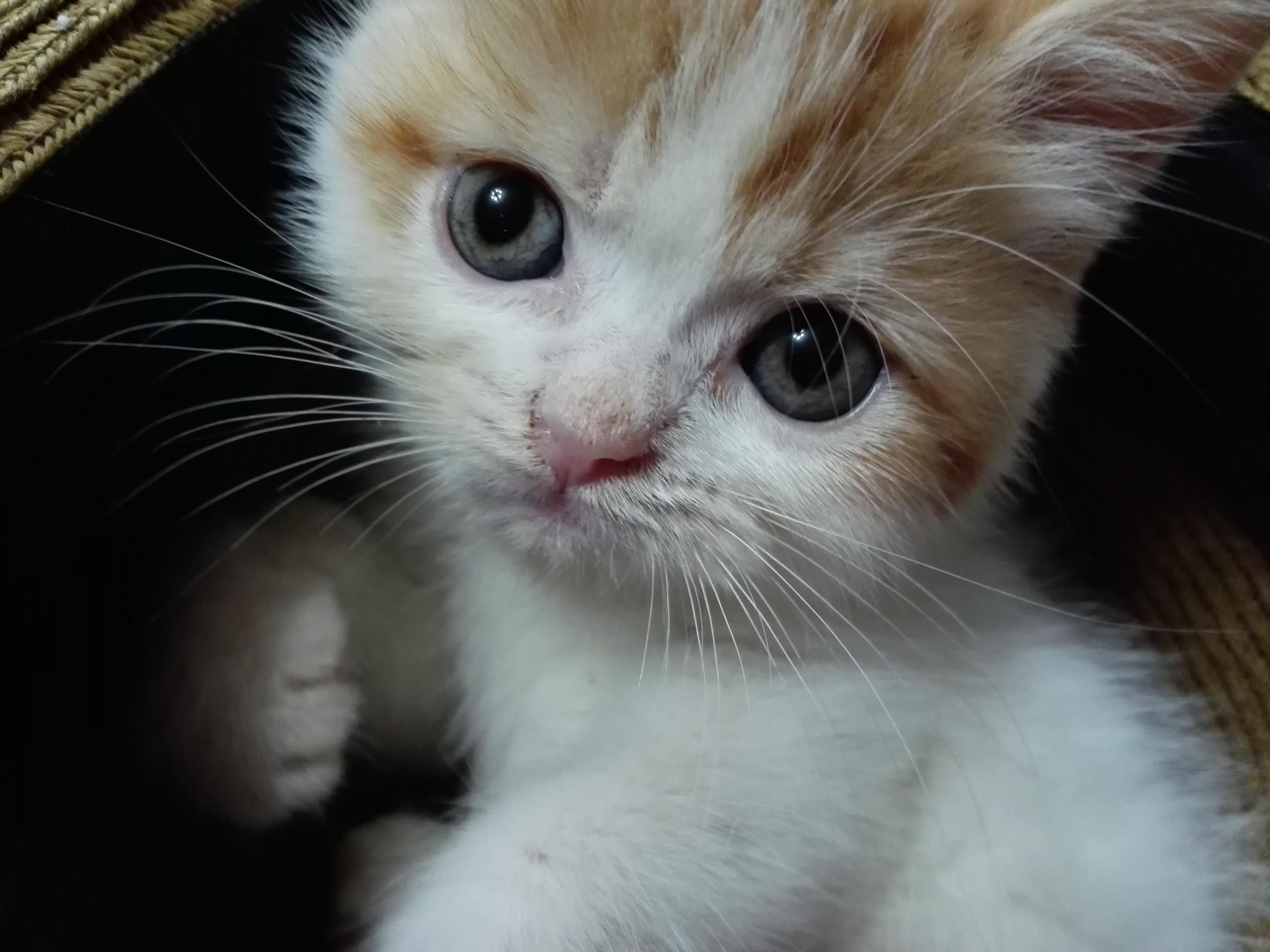 わんにゃんサイトの猫の写真