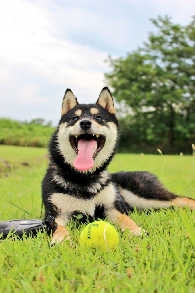 わんにゃんサイトの犬の写真