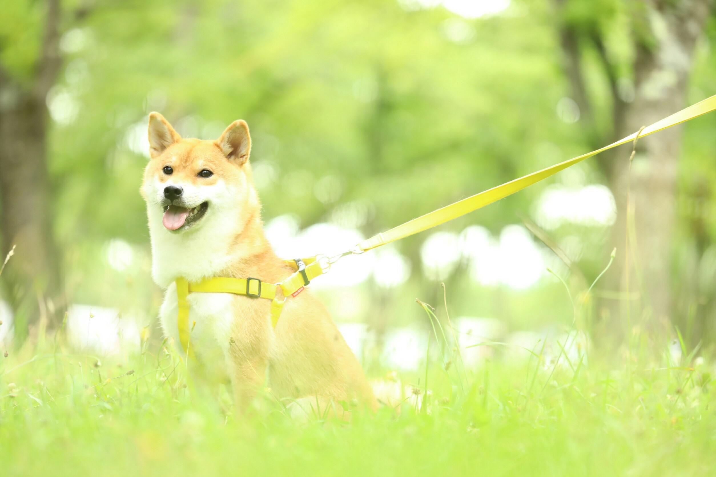 わんにゃんサイトの犬の写真