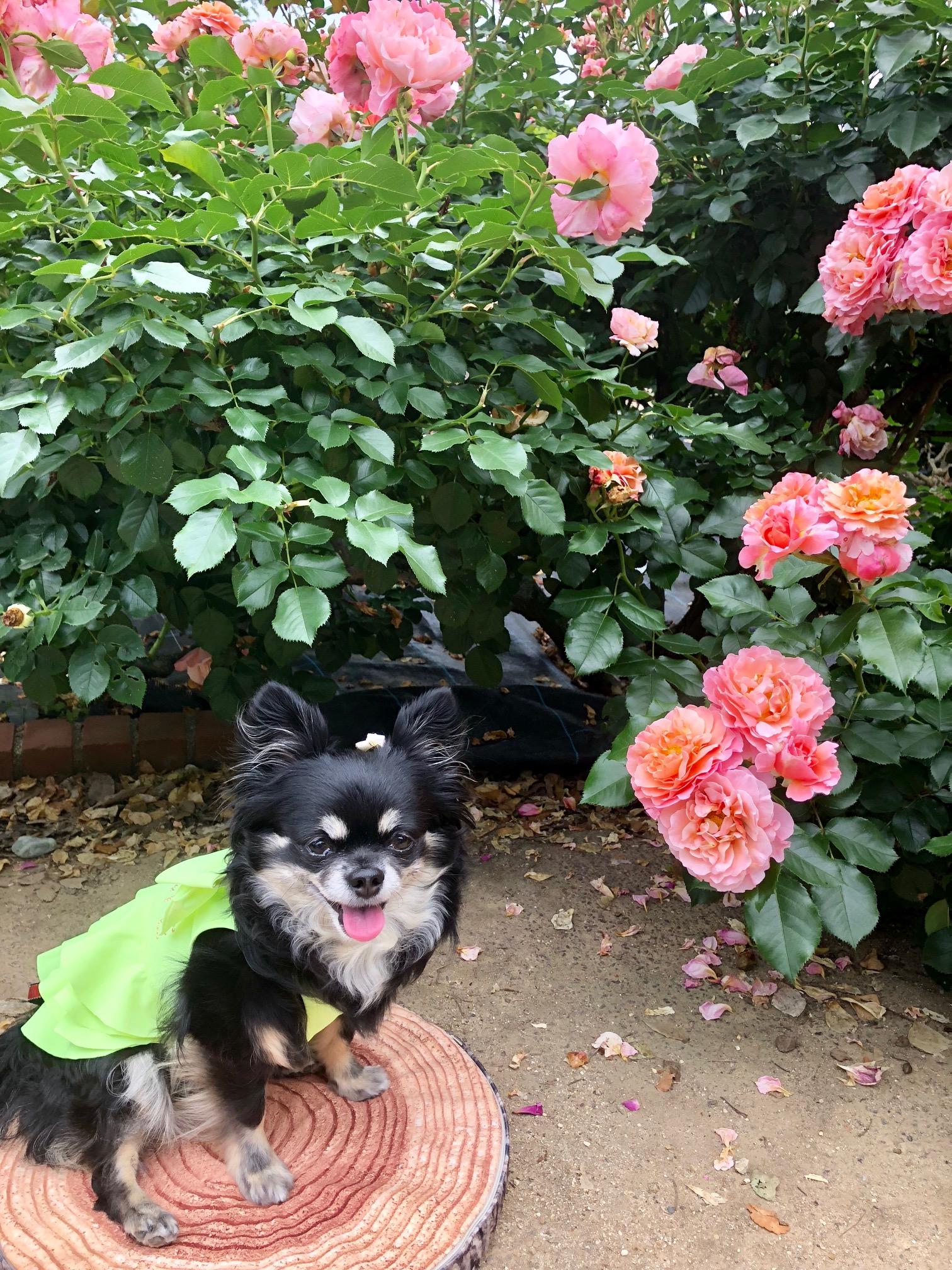 わんにゃんサイトの犬の写真