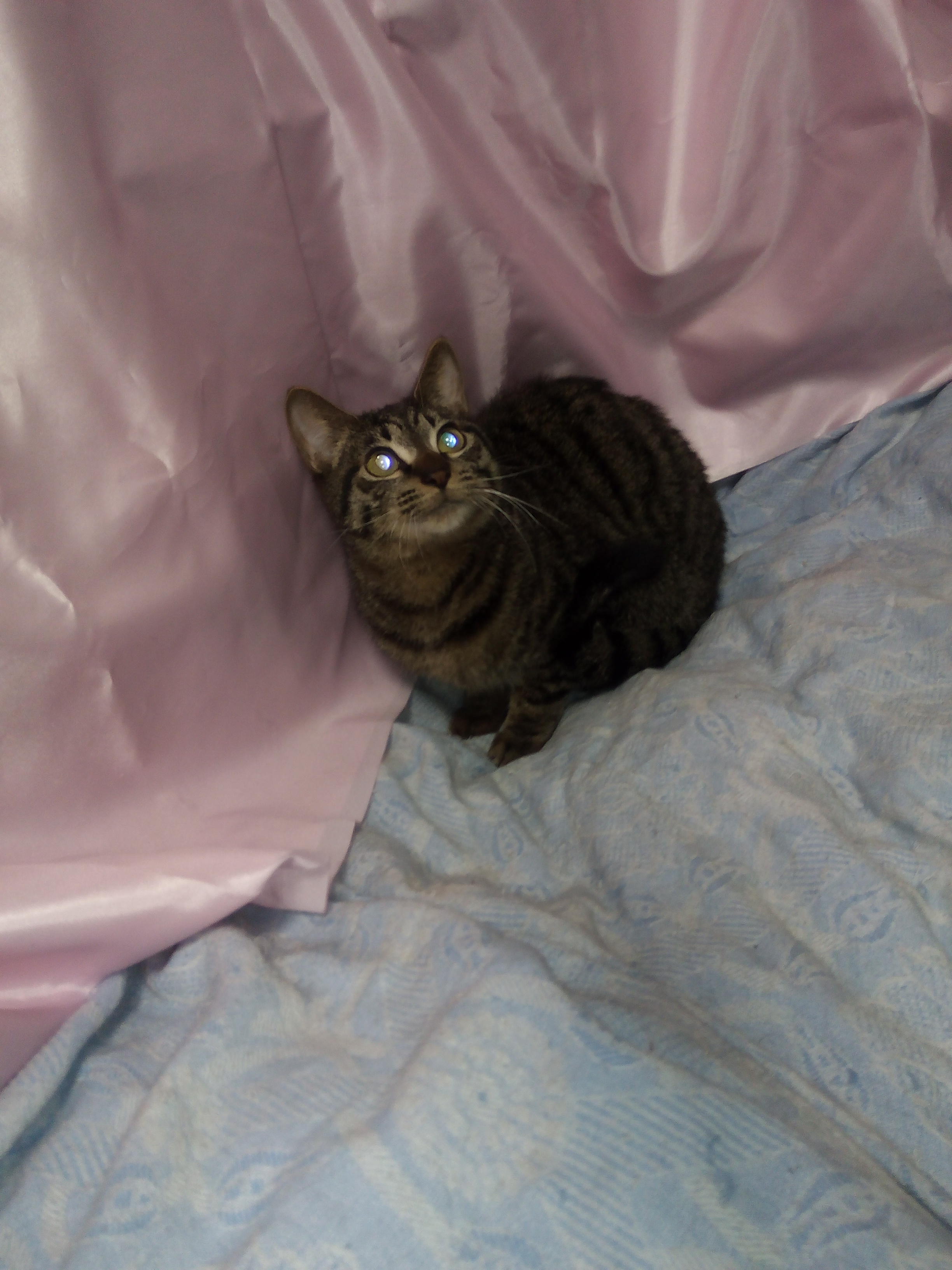 わんにゃんサイトの猫の写真