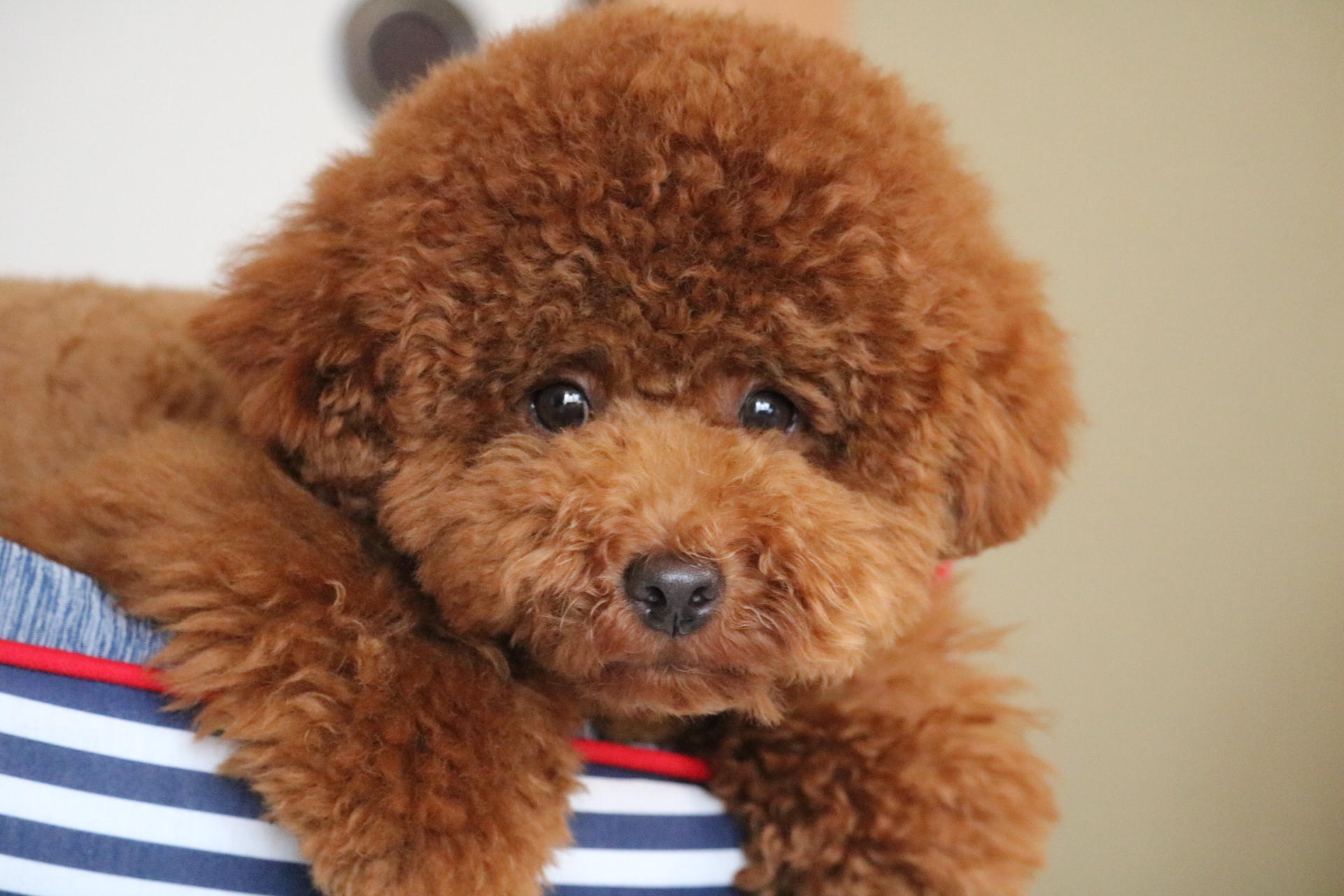 わんにゃんサイトの犬の写真