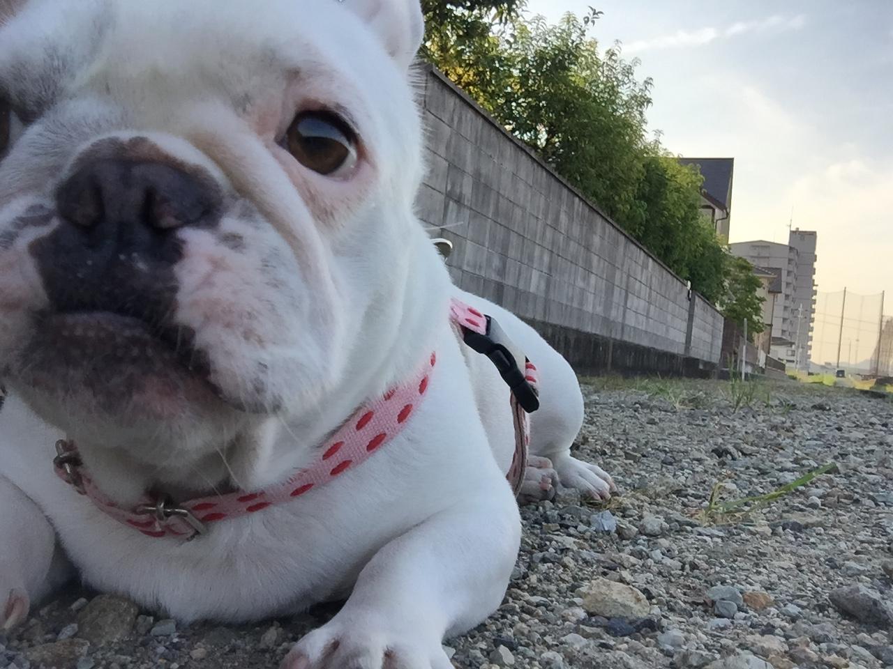 わんにゃんサイトの犬の写真