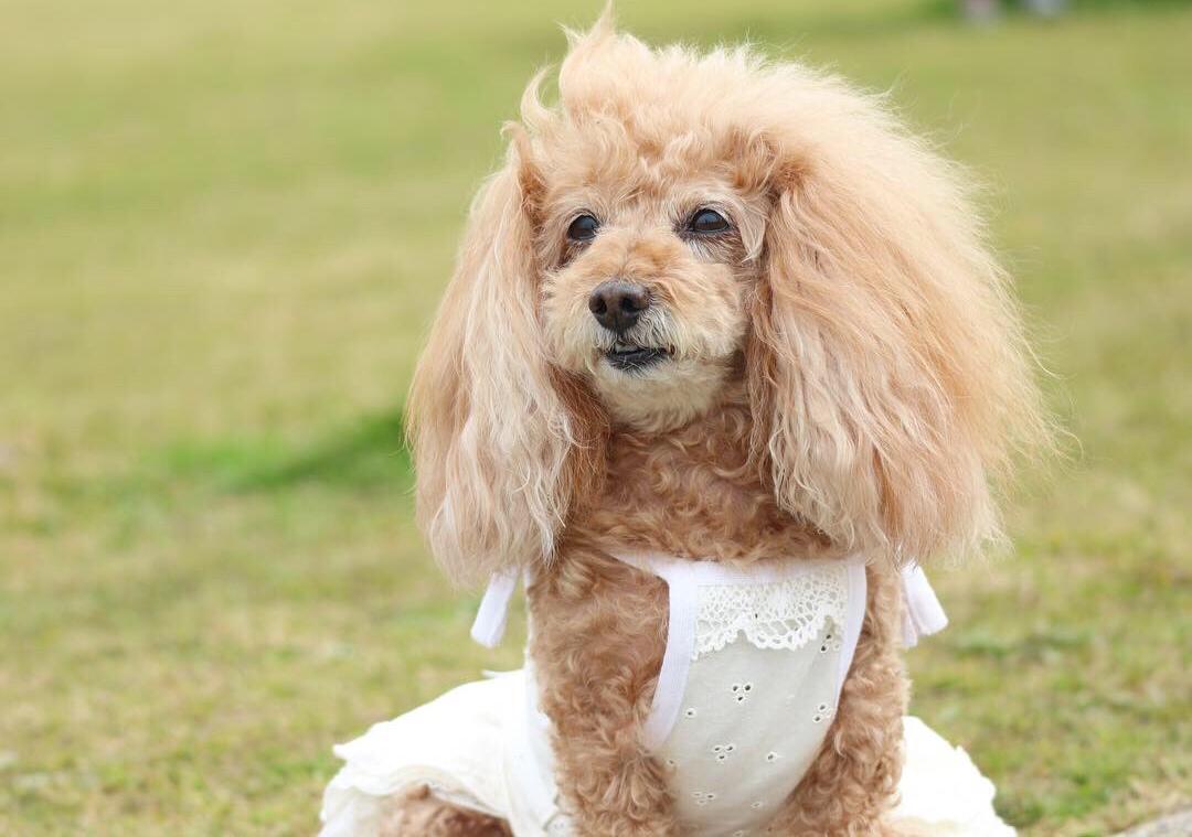 わんにゃんサイトの犬の写真