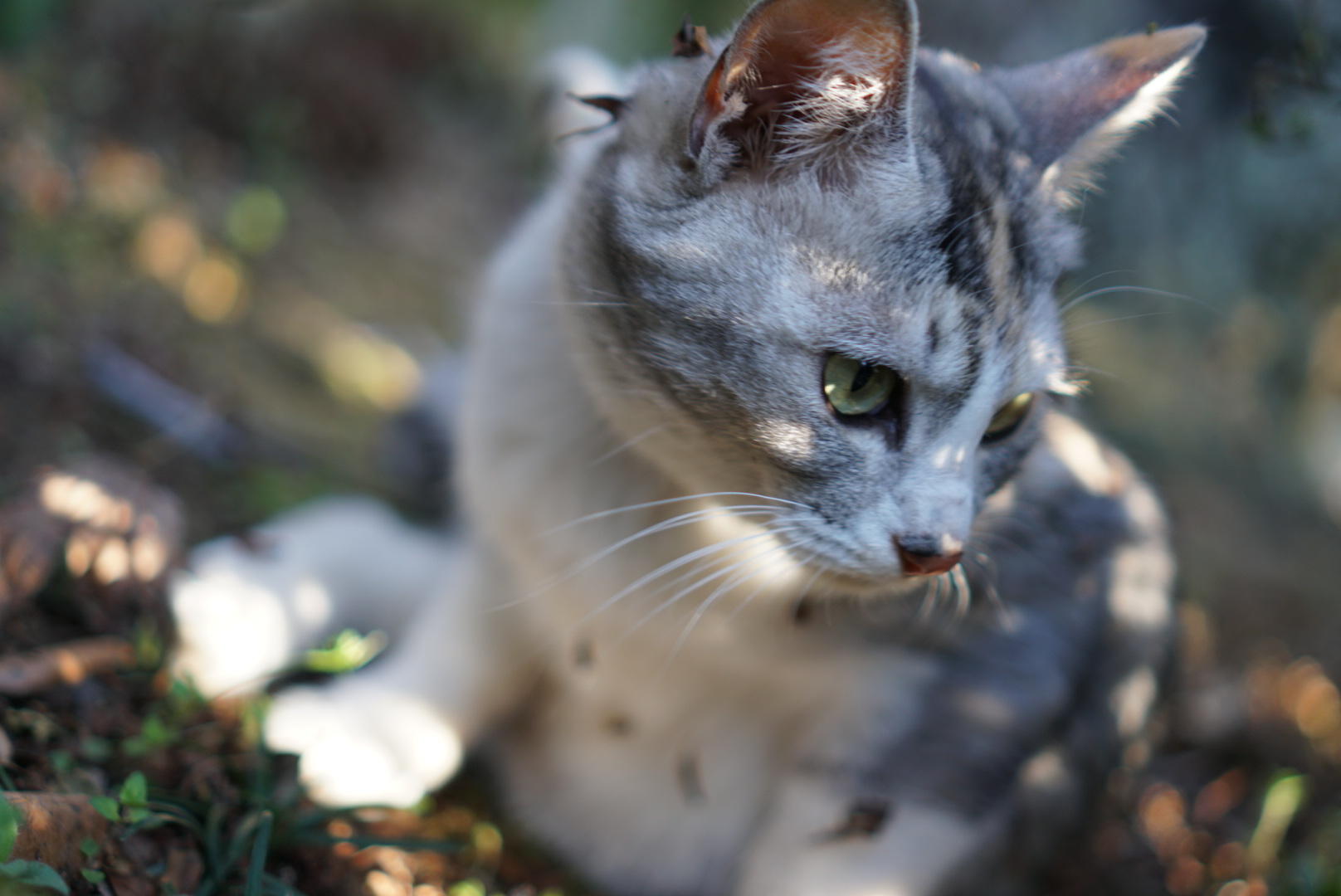 わんにゃんサイトの猫の写真