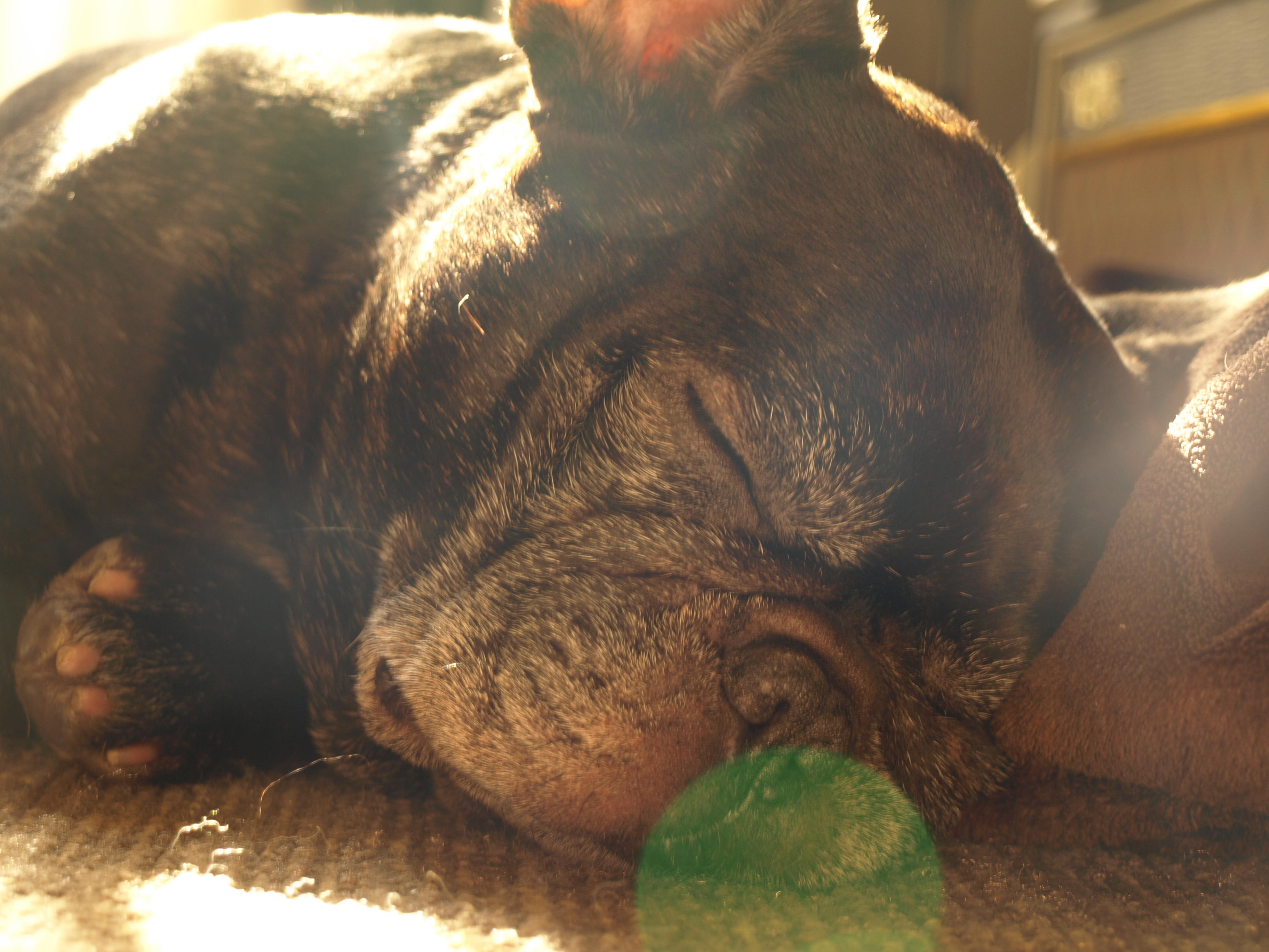 わんにゃんサイトの犬の写真