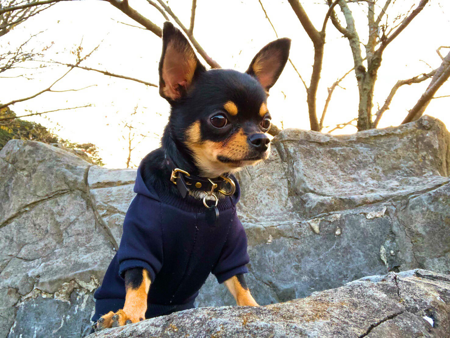 わんにゃんサイトの犬の写真