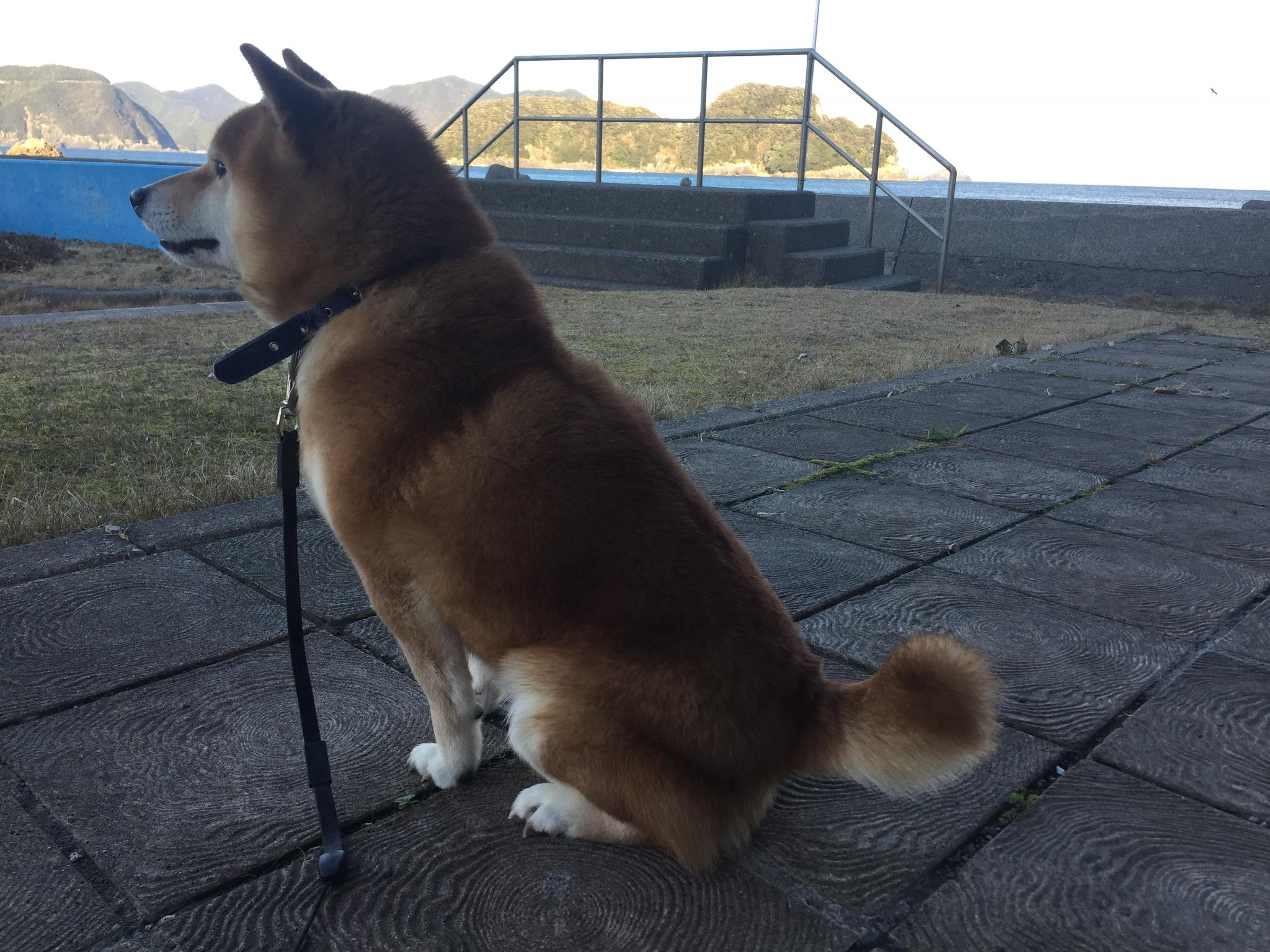 わんにゃんサイトの犬の写真