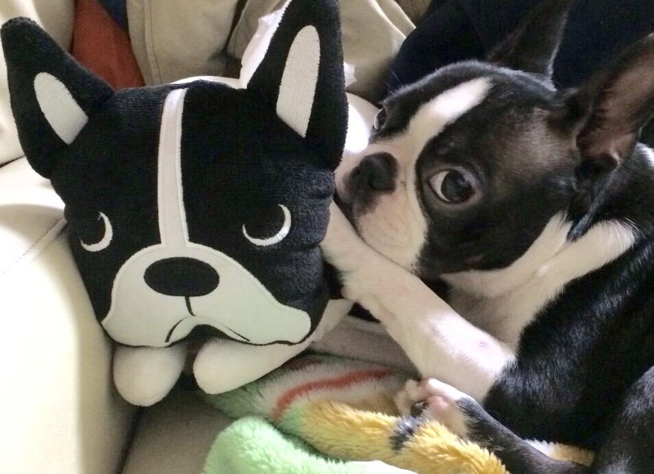 わんにゃんサイトの犬の写真