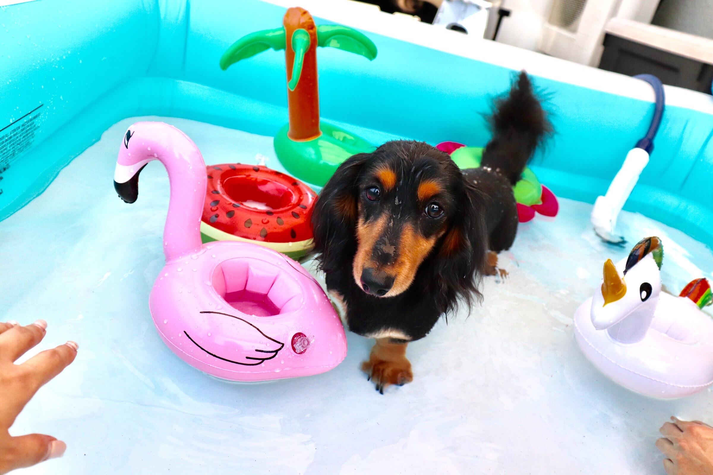 わんにゃんサイトの犬の写真