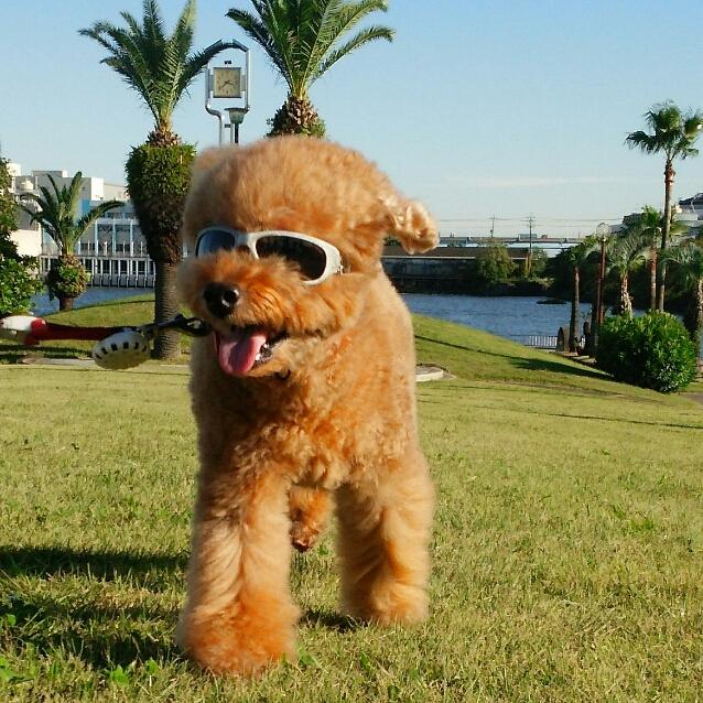 わんにゃんサイトの犬の写真