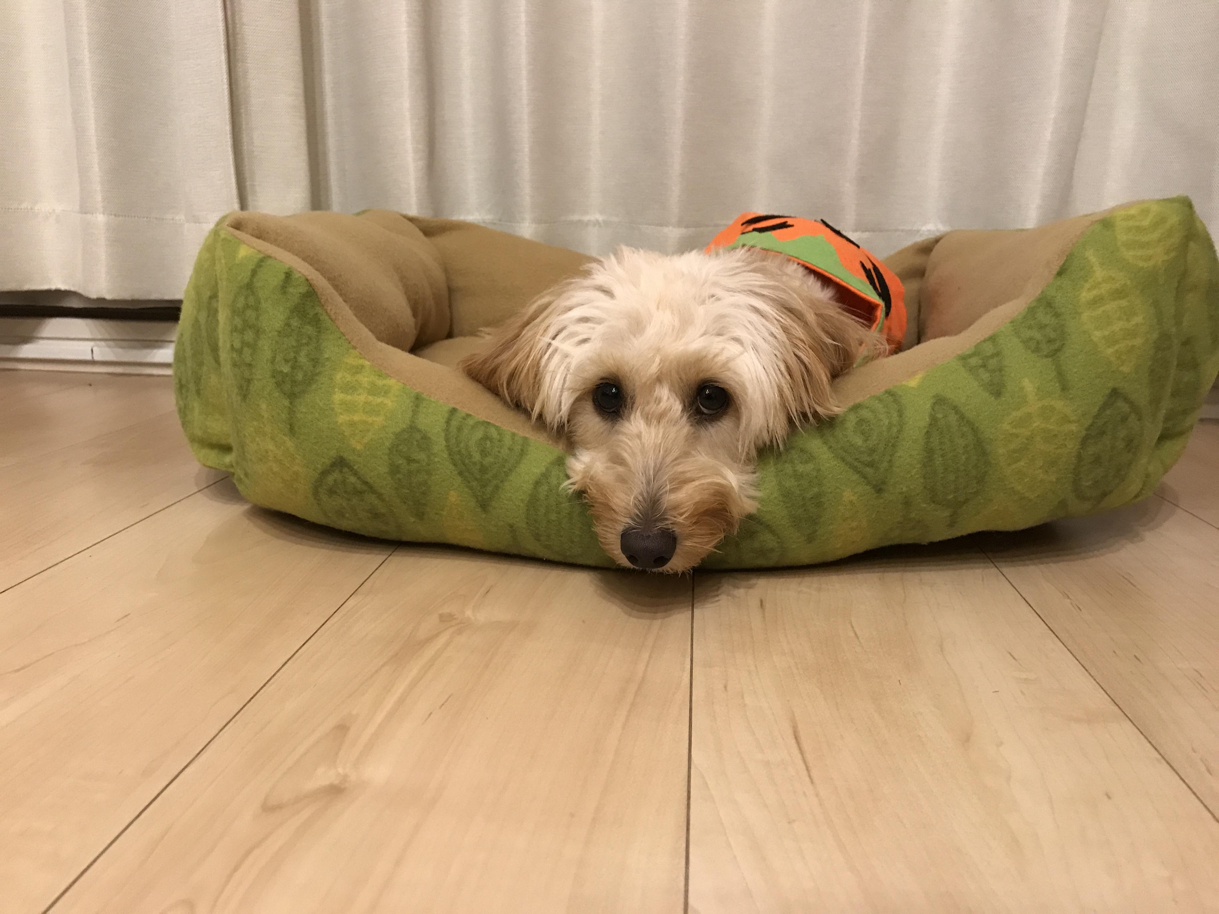 わんにゃんサイトの犬の写真