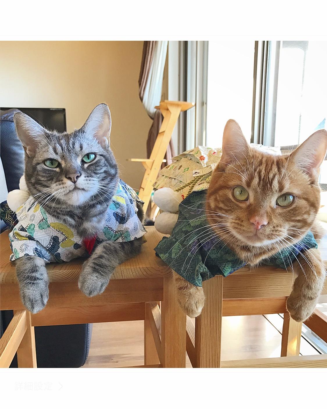 わんにゃんサイトの猫の写真