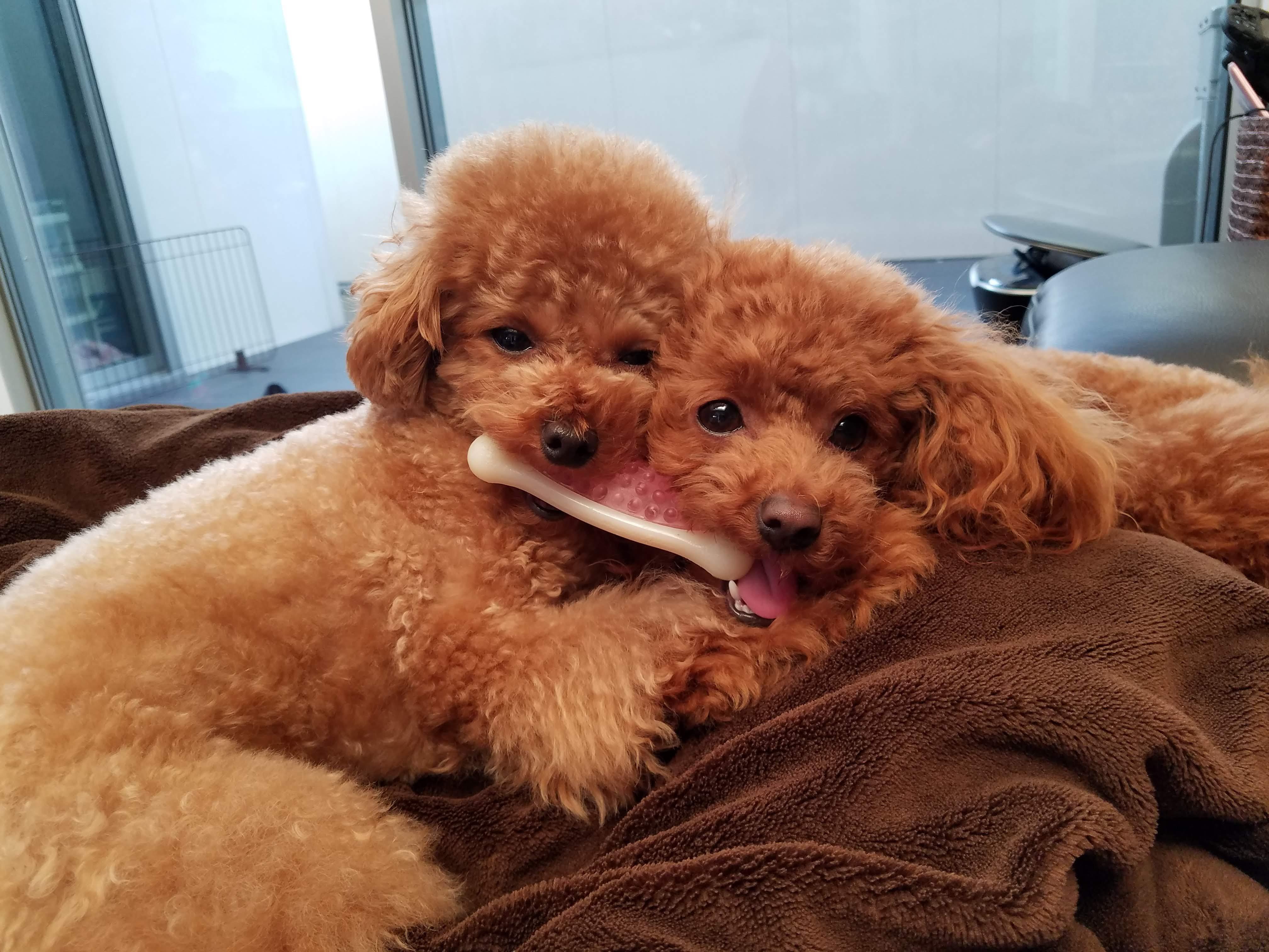 わんにゃんサイトの犬の写真