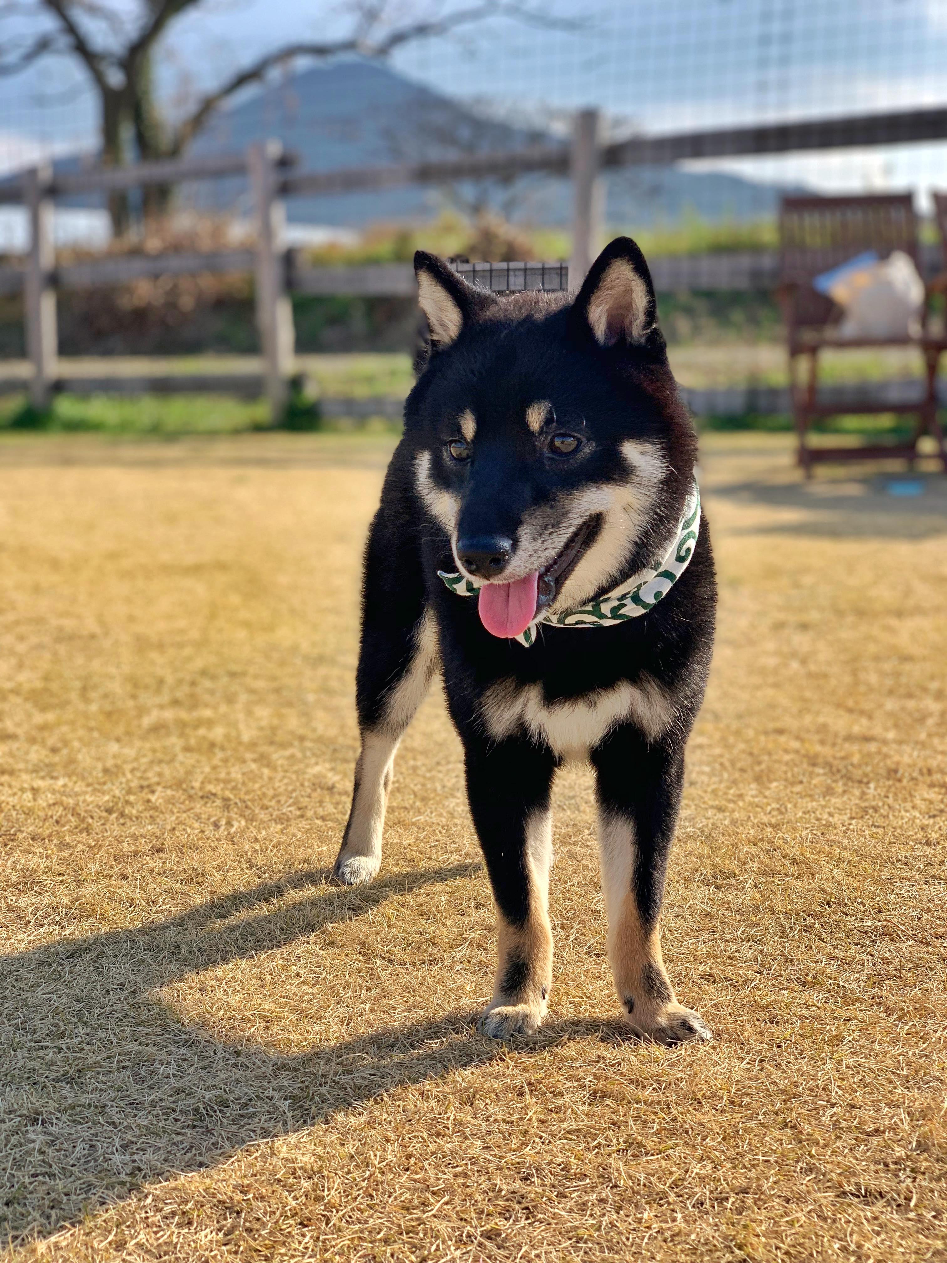 わんにゃんサイトの犬の写真